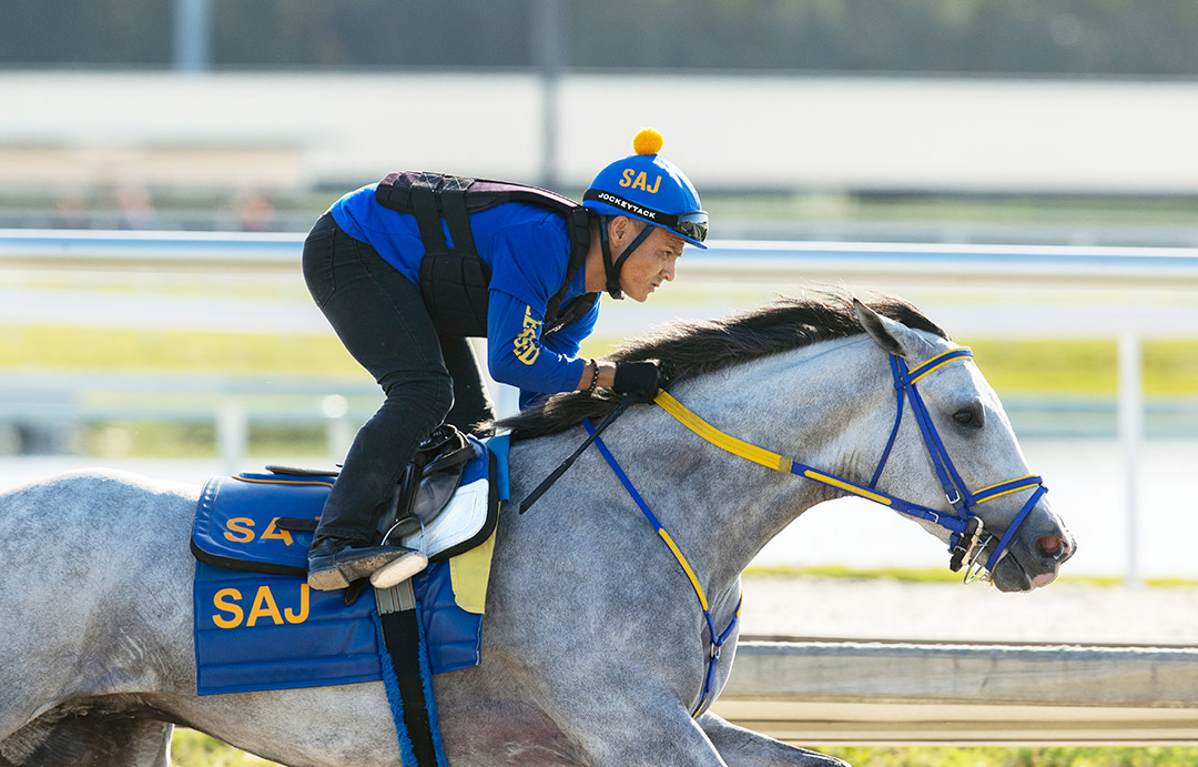 White Abarrio trains at Gulfstream Park on March 29
