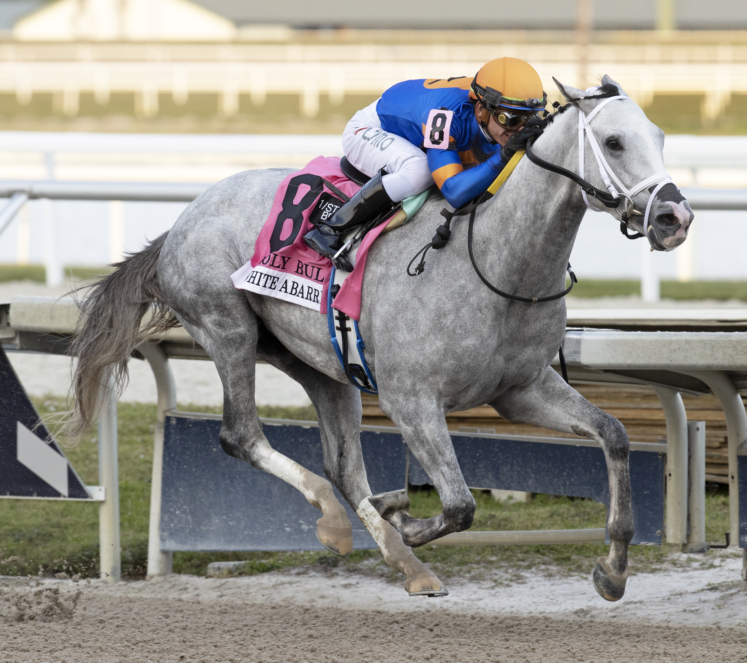 White Abarrio - Holy Bull S. 2022