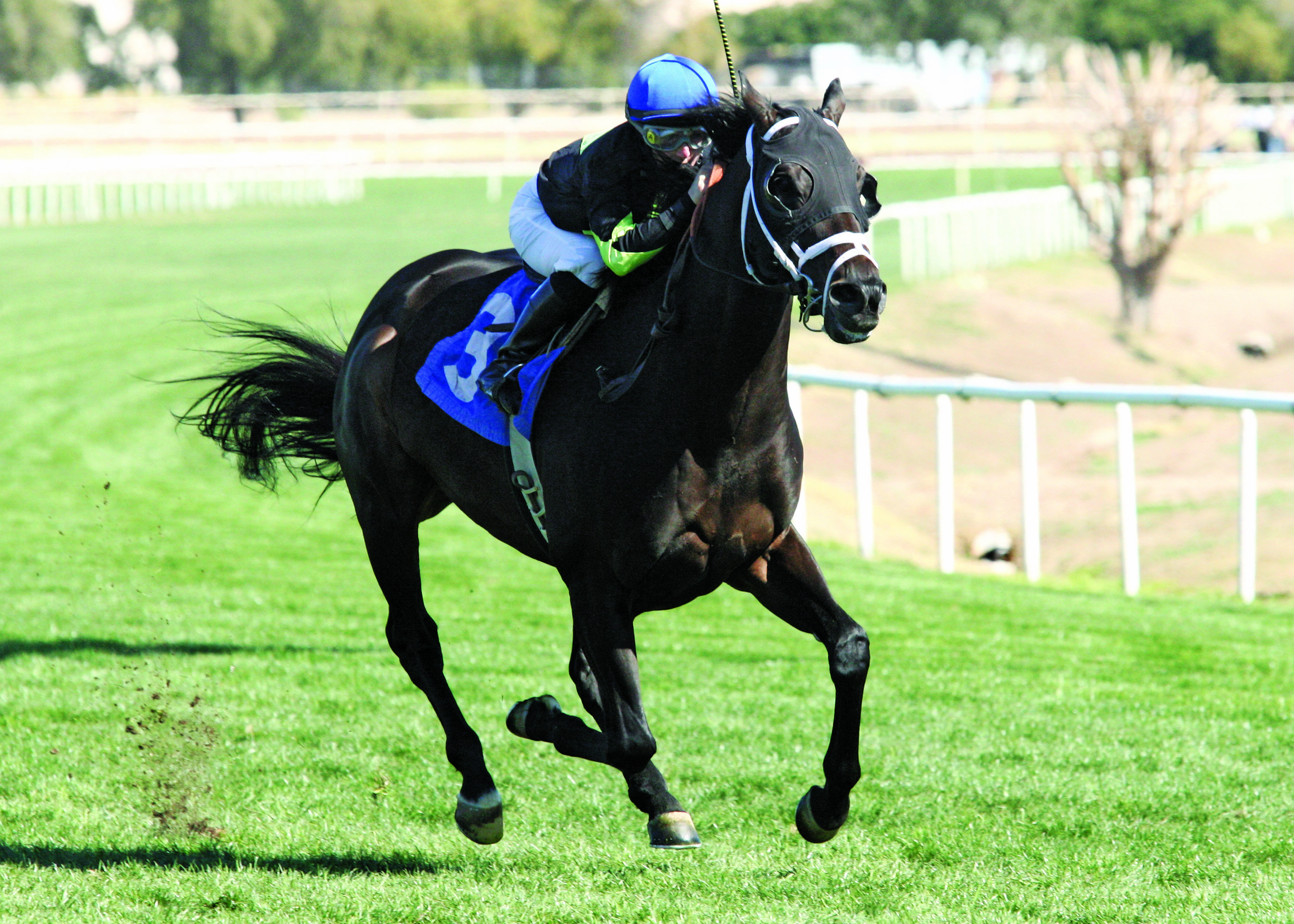 Why Not Be Perfect, Turf Paradise Handicap