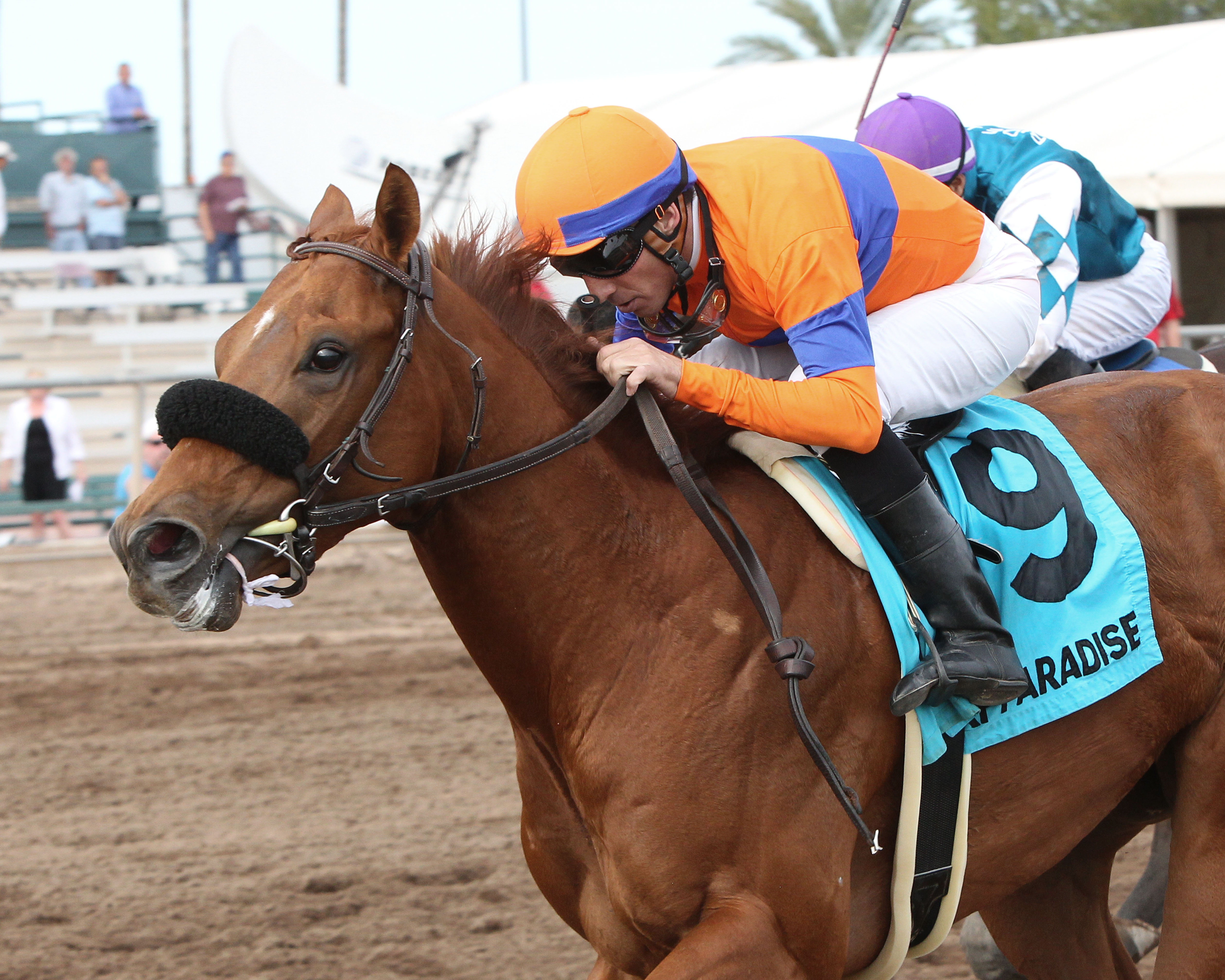 Why Two win 2015 Turf Paradise Derby