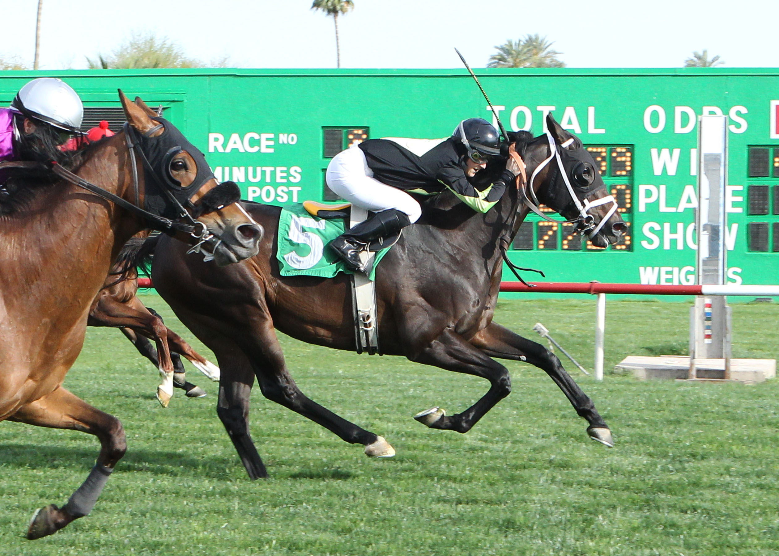 Why Not Be Perfect/Wildcat Handicap