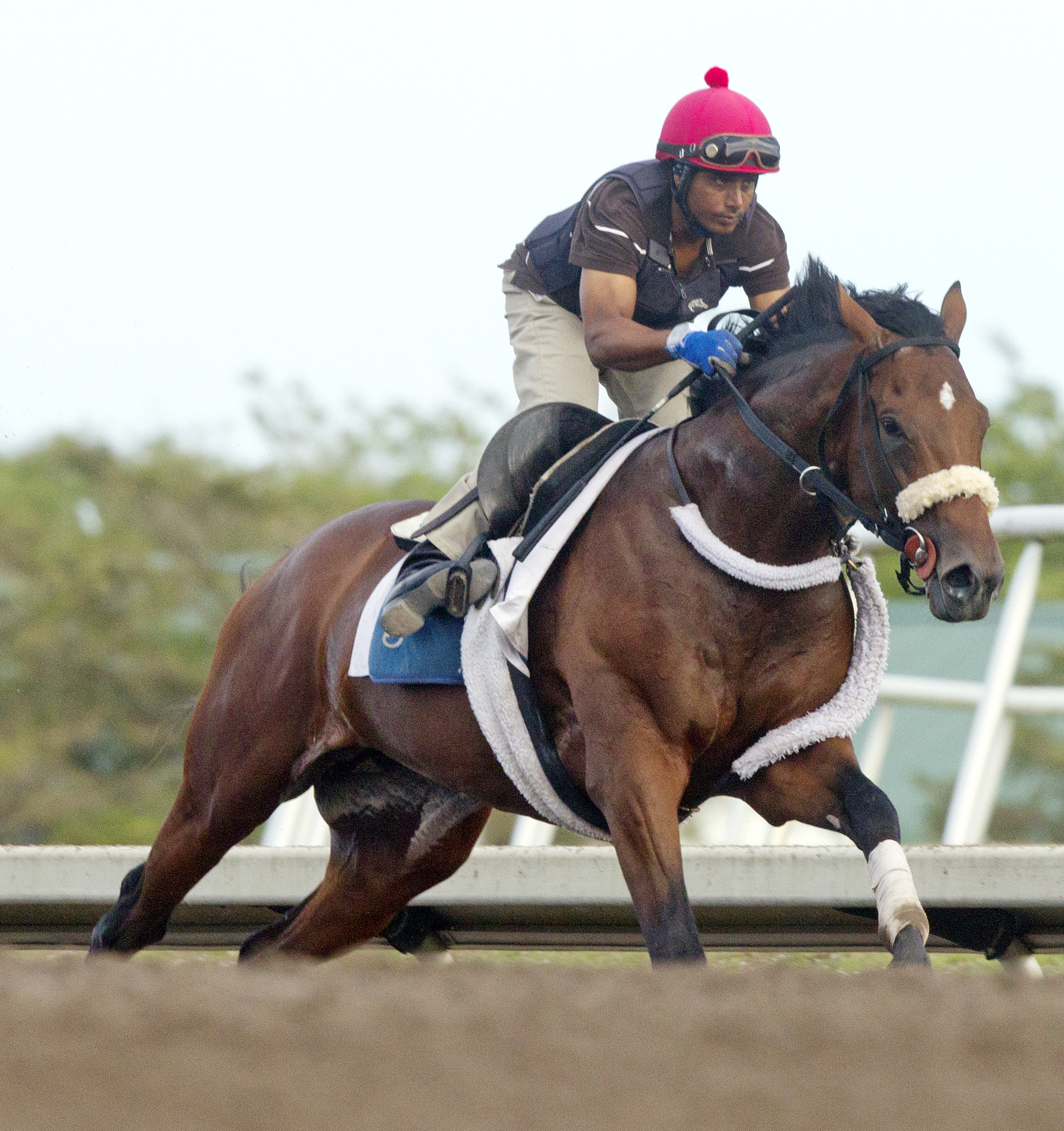 Gulfstream: Jerkens pleased with Wicked Strong