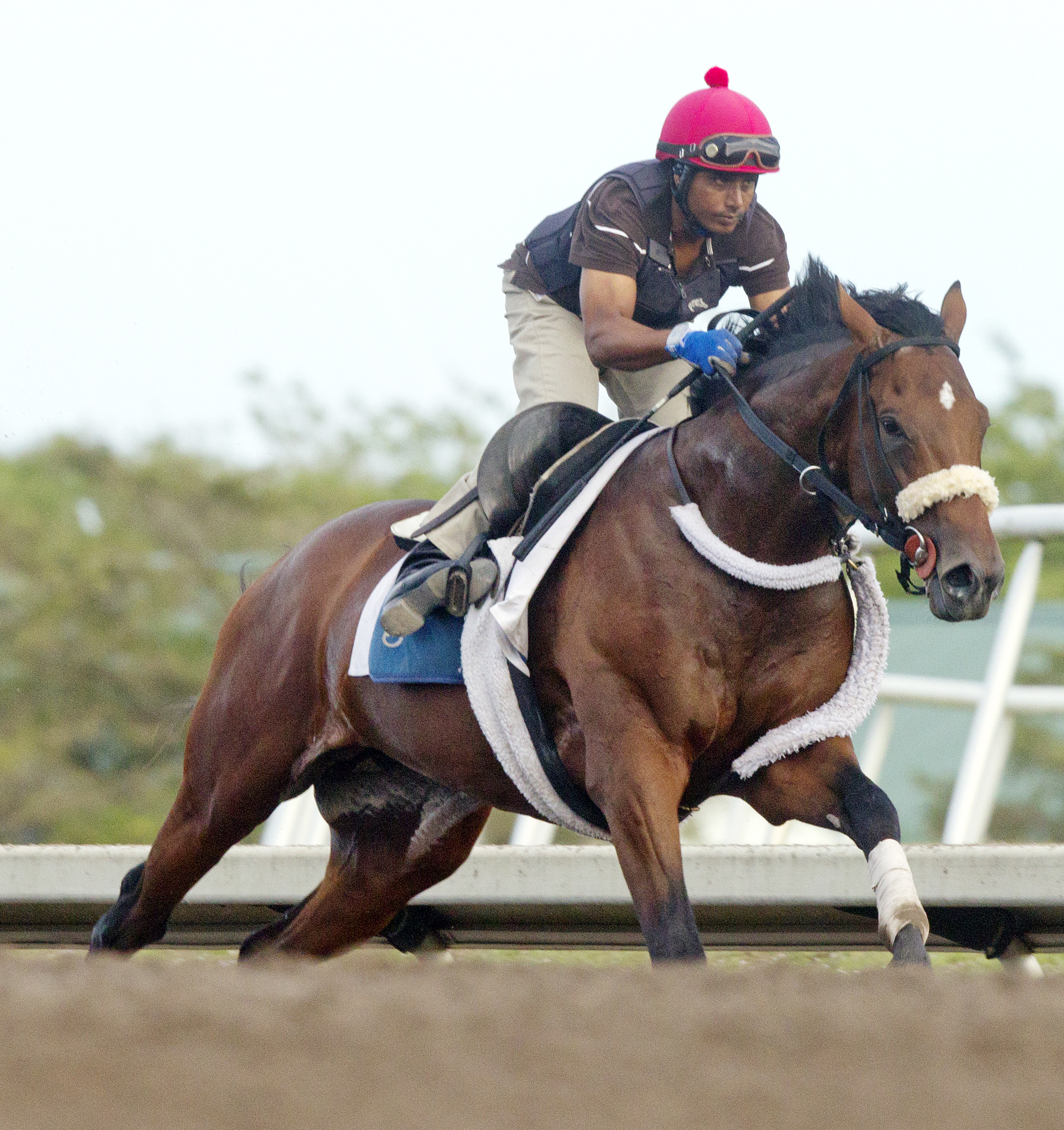 Wicked Strong at Palm Meadows March 5