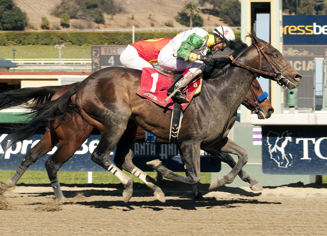 Wild Dude wins the 2014 Palos Verdes
