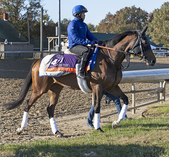 Wild Illusion at Churchill on Oct. 29