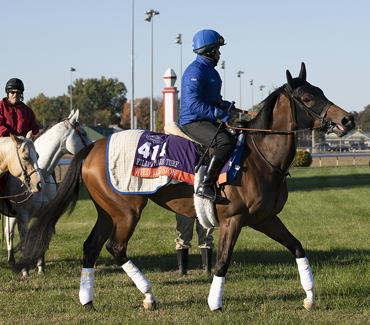 Wild Illusion at Churchill Downs on Oct. 29