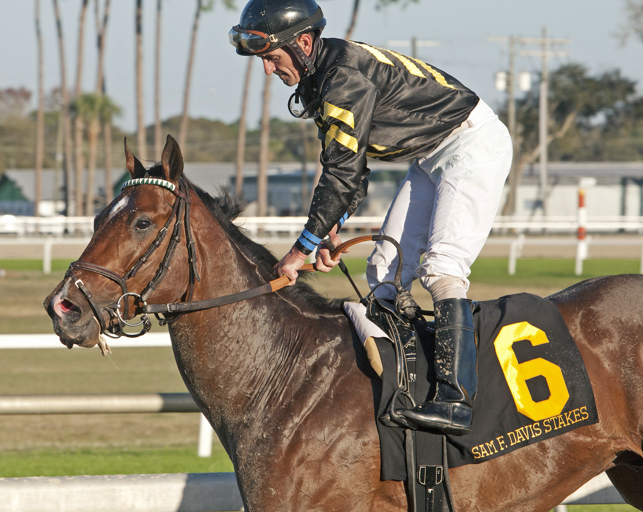 Wild Shot finishes fourth in the Sam F. Davis