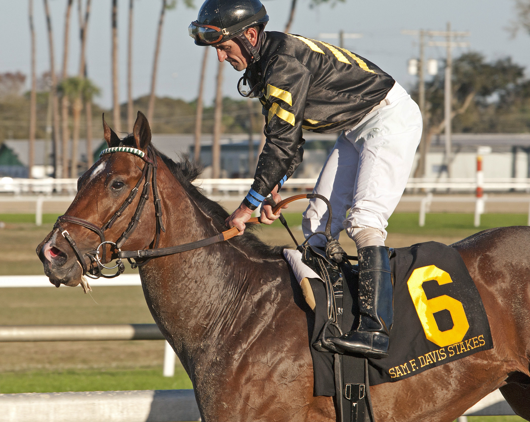 Wild Shot after finishing fourth in the Sam F. Davis