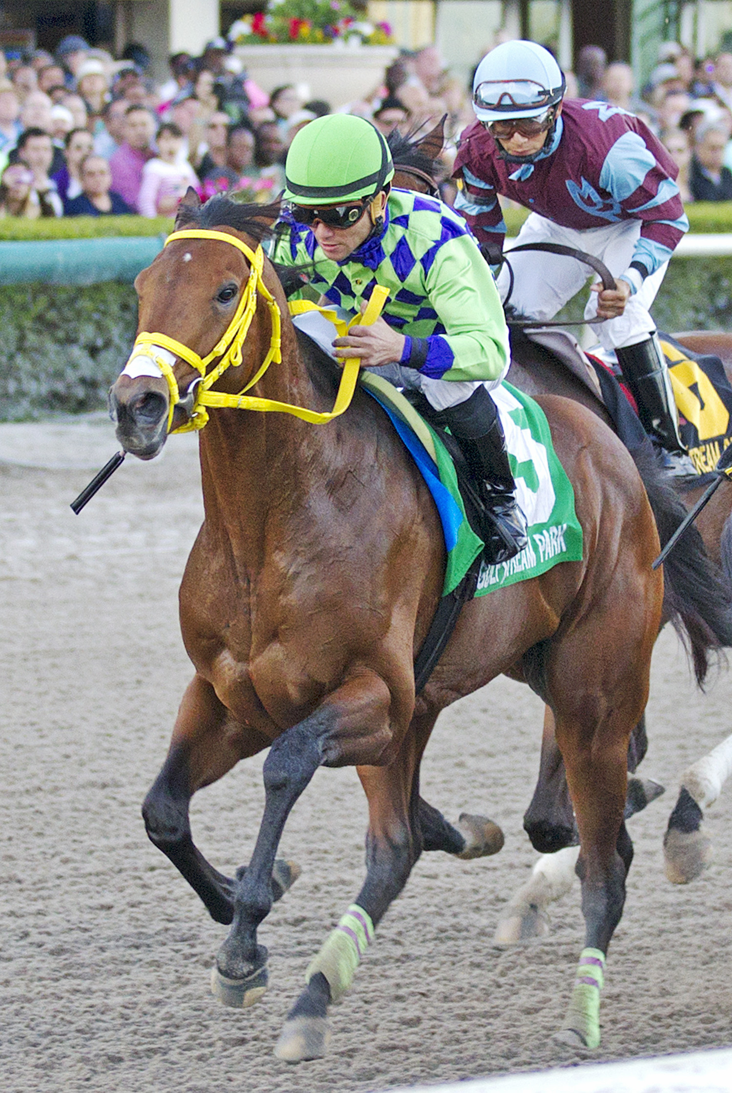 Wildcat Red finishes fifth in the Florida Sunshine Millions Classic Stakes