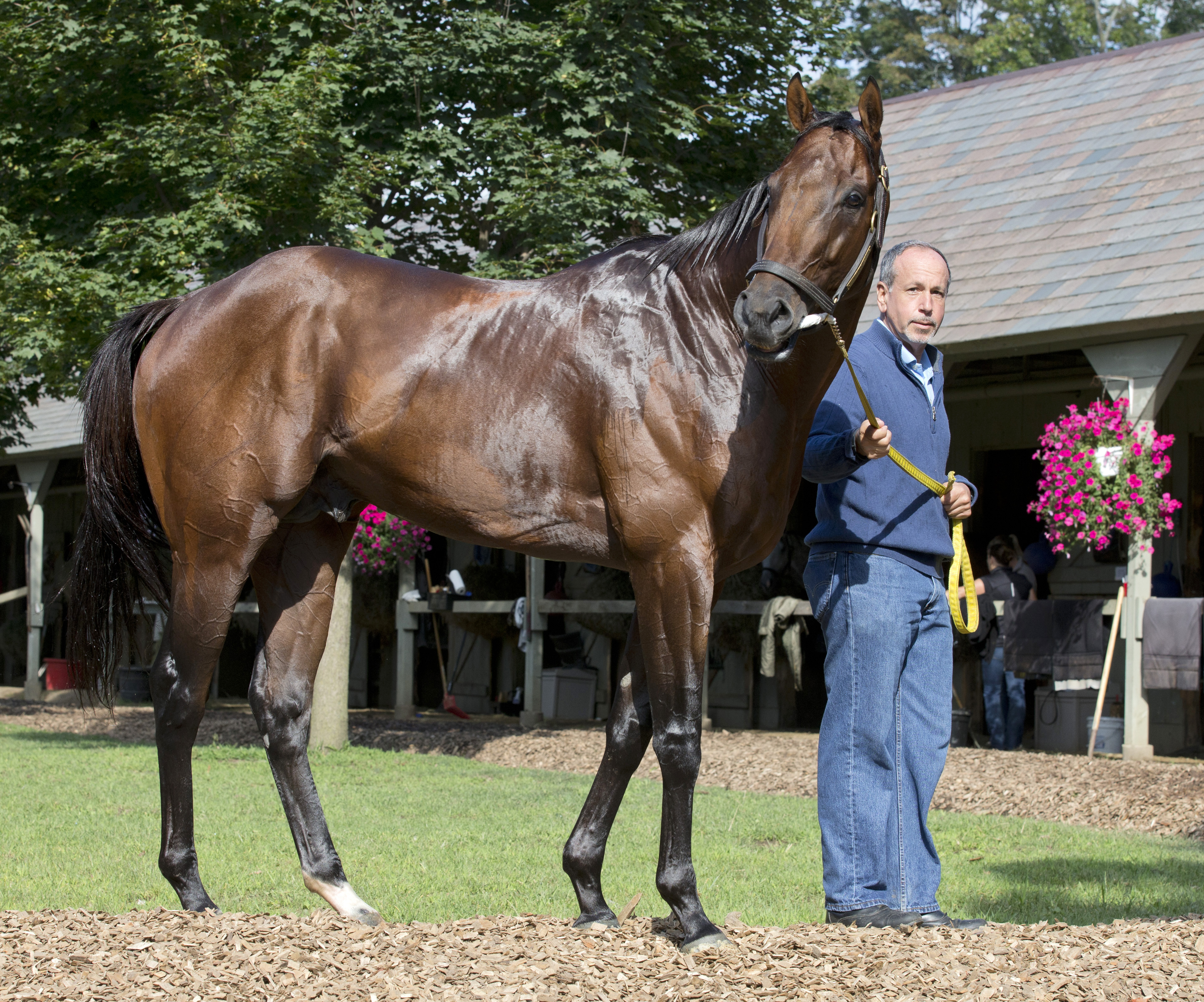 Wildcat Red at Saratoga in 2015