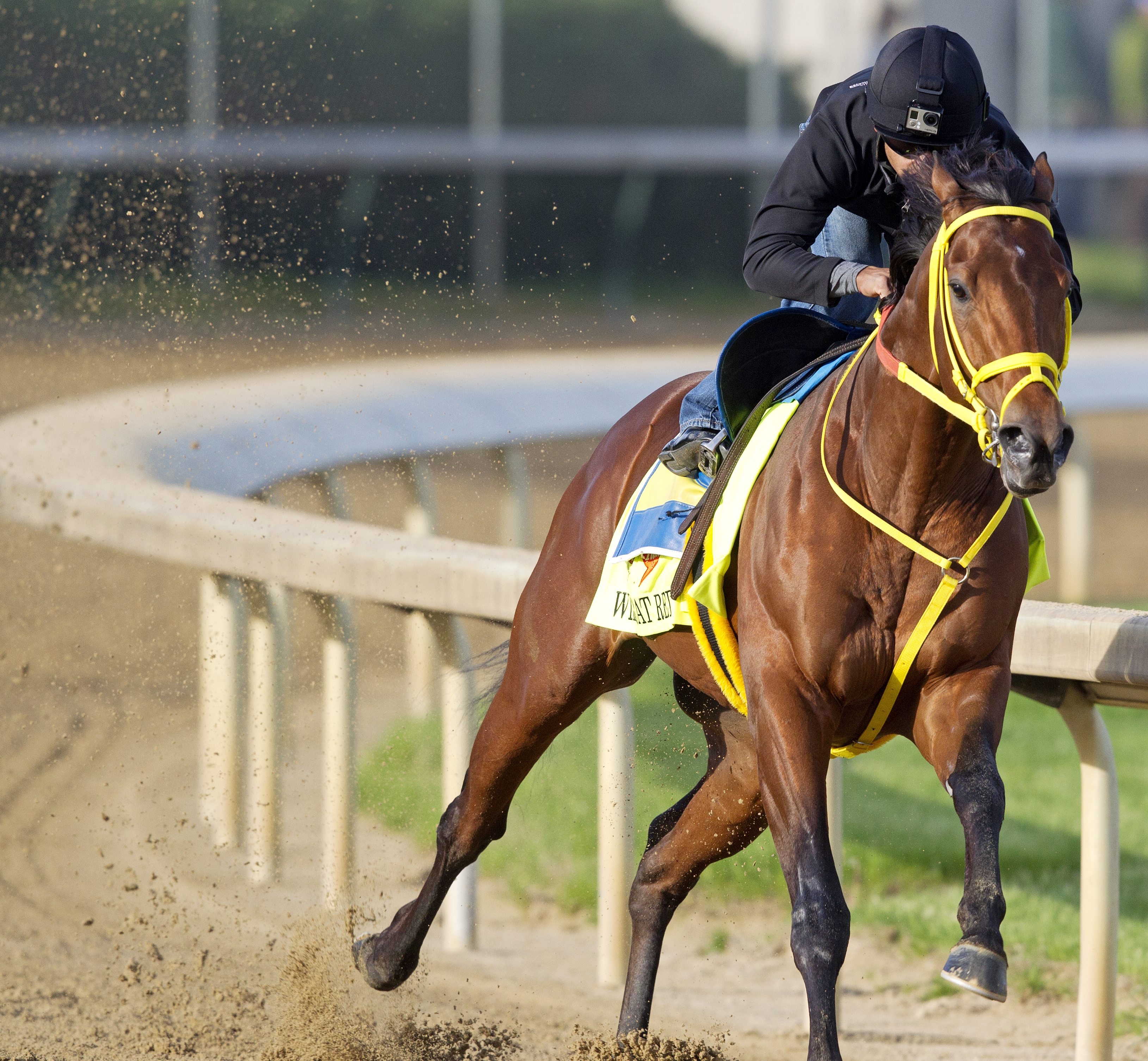 Wildcat Red trains at Churchill Downs