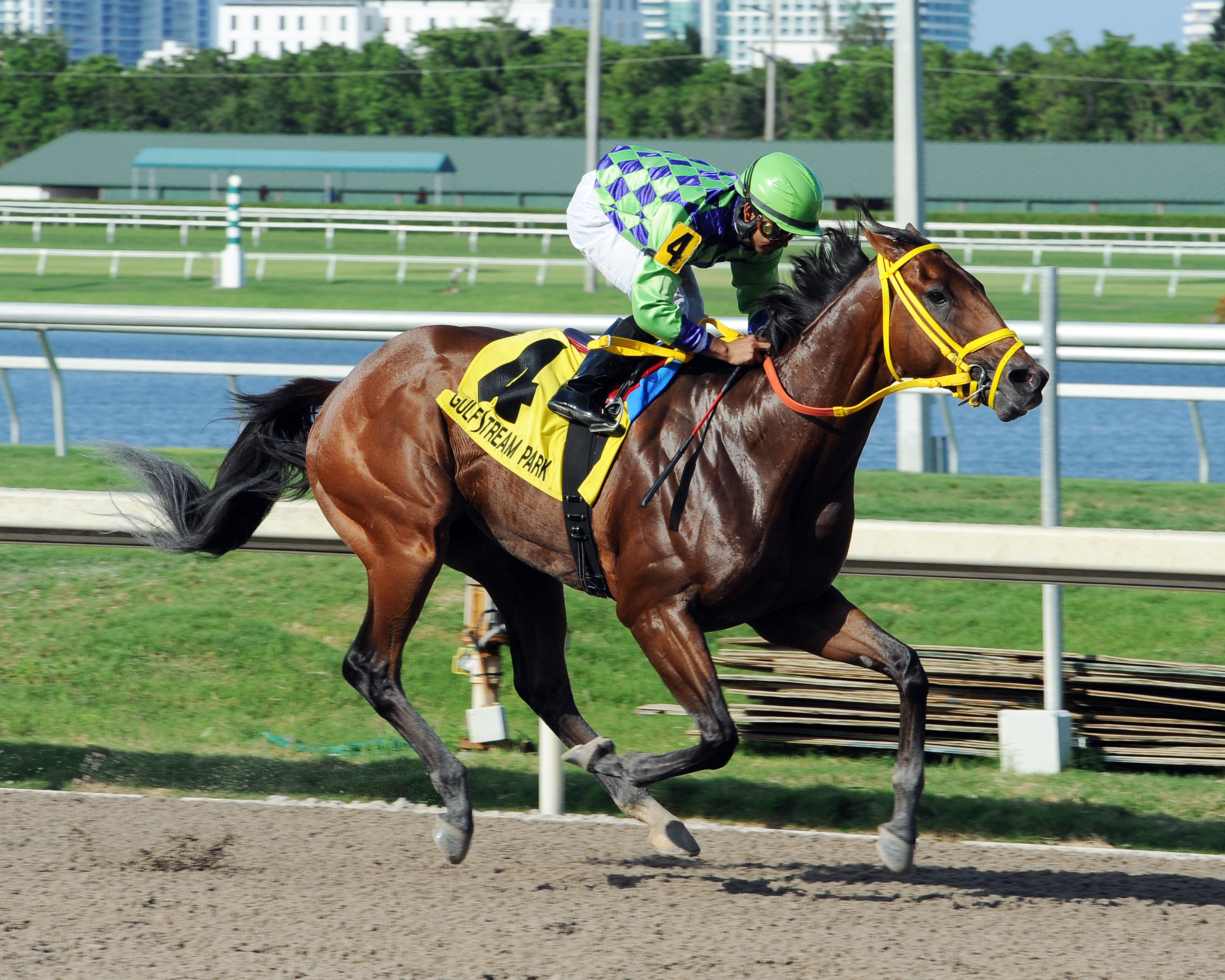 Wildcat Red wins the Quality Road Stakes
