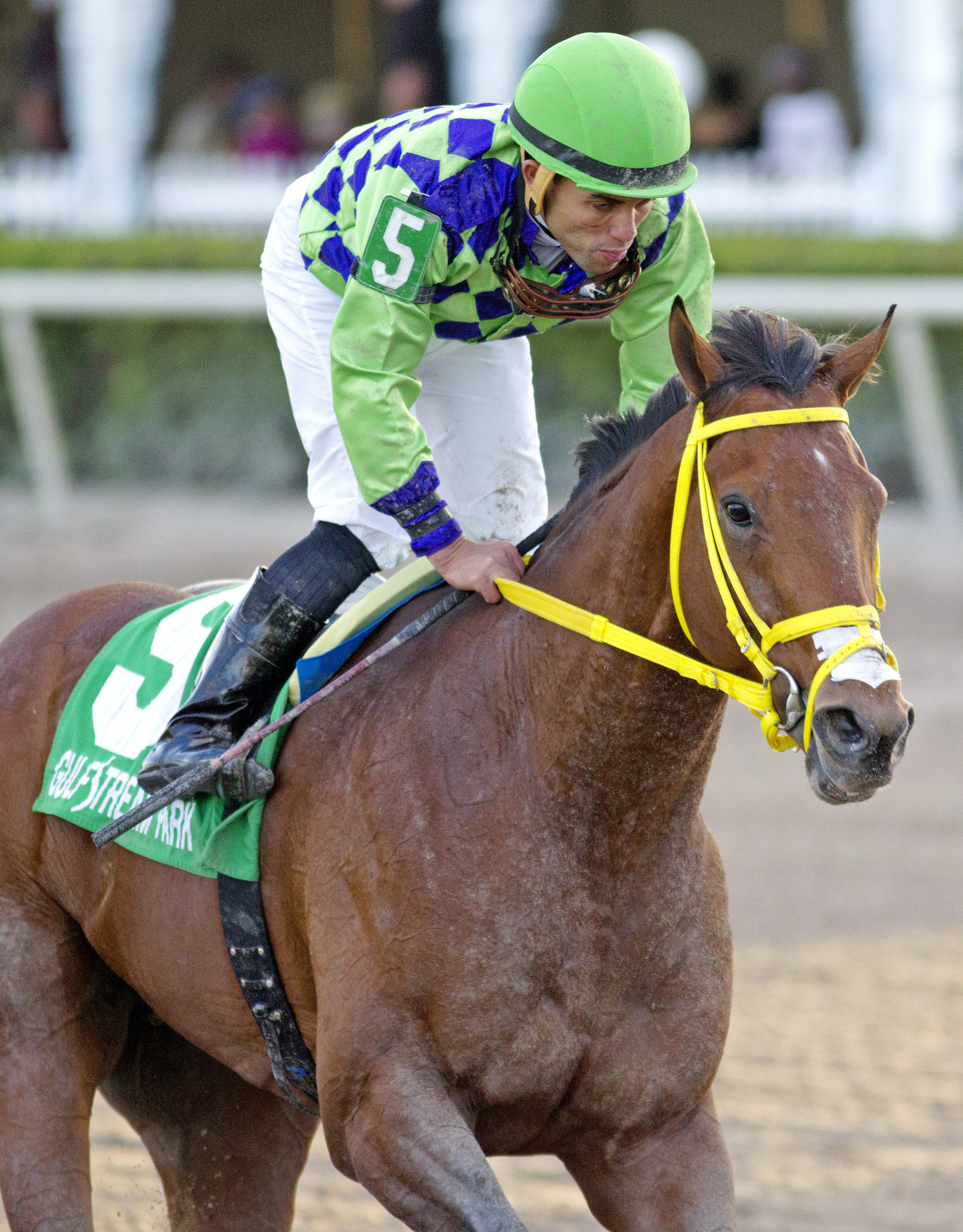 Wildcat Red finishes fifth in the Florida Sunshine Millions Classic
