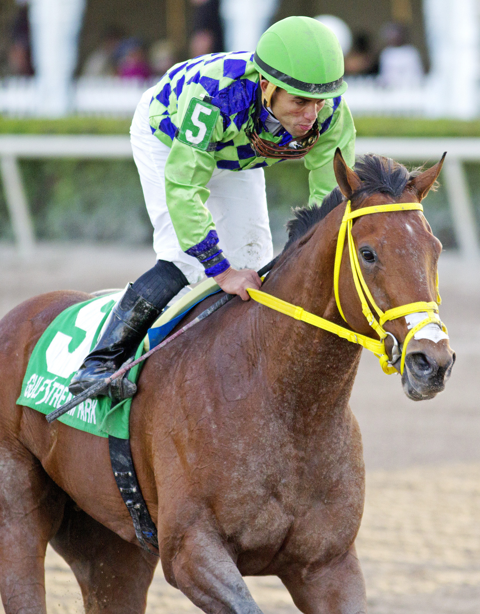 Wildcat Red finishes fifth in the Florida Sunshine Millions Classic Stakes