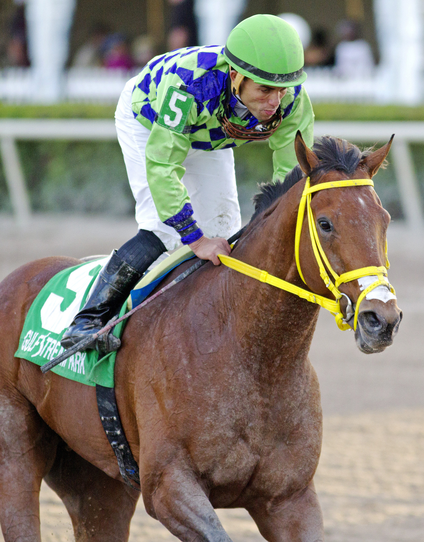 Wildcat Red finishes fifth in the Florida Sunshine Millions Classic Stakes