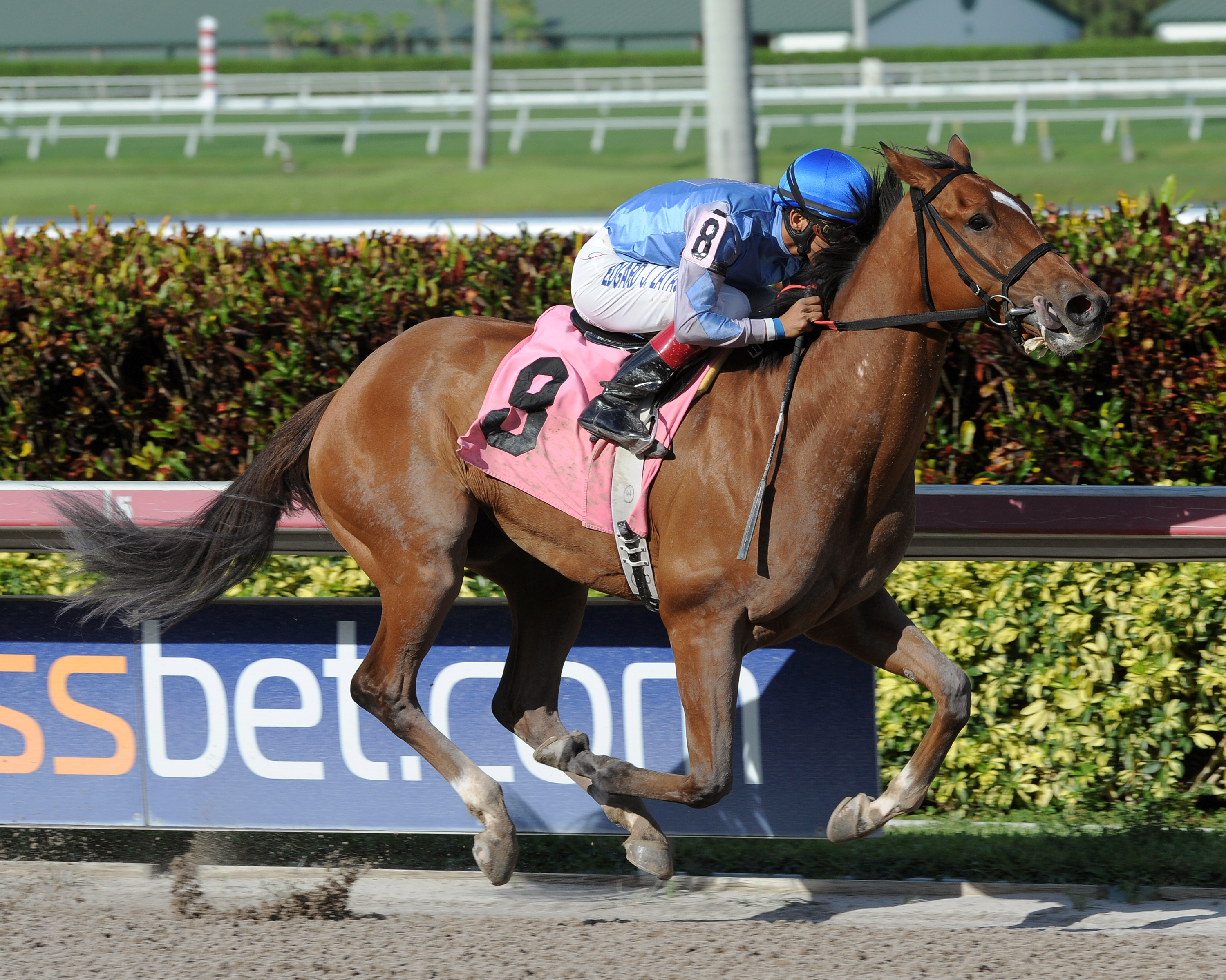 Wildcat Wish wins a May 6 optional claiming at Guflstream