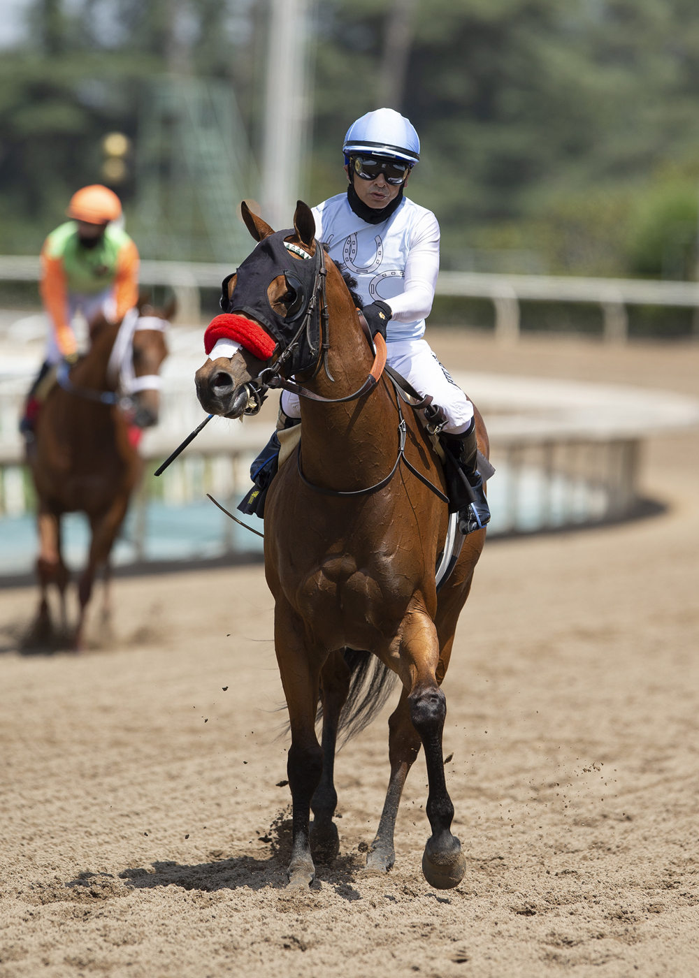 Wildman Jack/Daytona Stakes