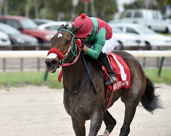 Wildwood's Beauty wins the 2019 Millions Distaff at Gulfstream Park West