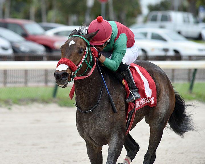 Wildwood's Beauty wins the 2019 Millions Distaff at Gulfstream Park West