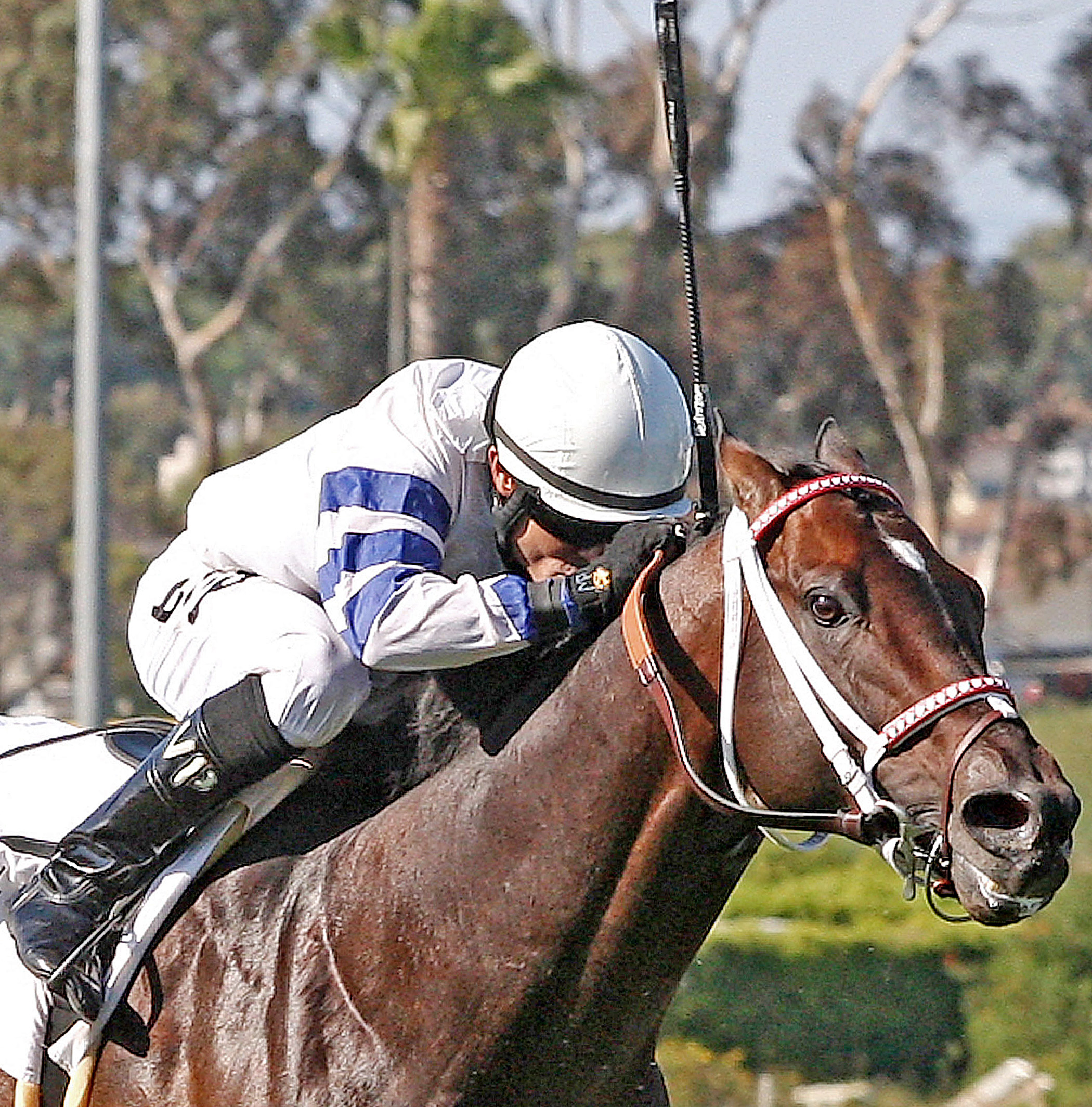 Weekend Warrior for Dec. 29, 2012: Picks for Dave's Friend, Mr. Prospector, and Daytona Stakes