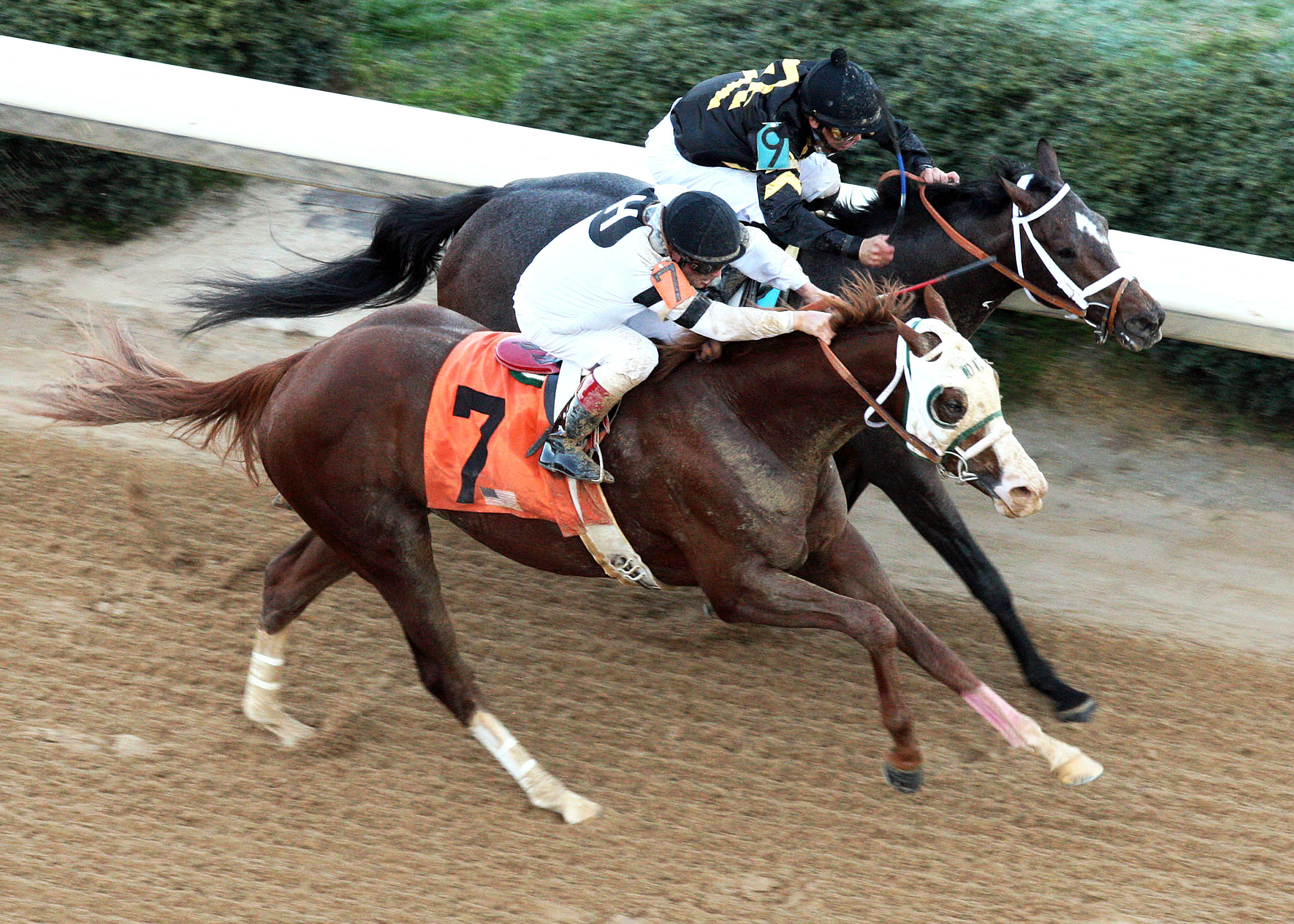 Will Take Charge (7)/Rebel