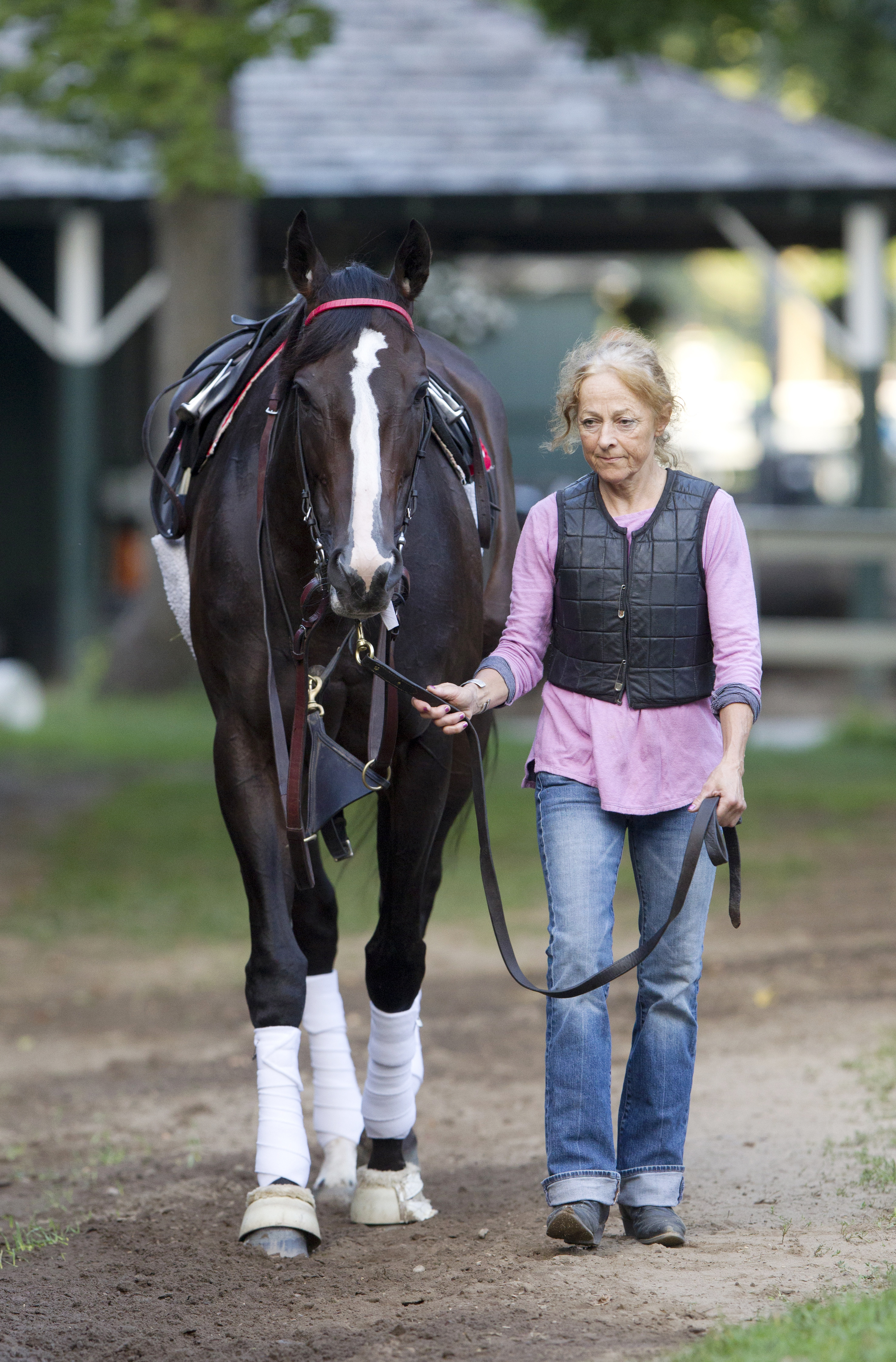 Willet at Saratoga in August 2015