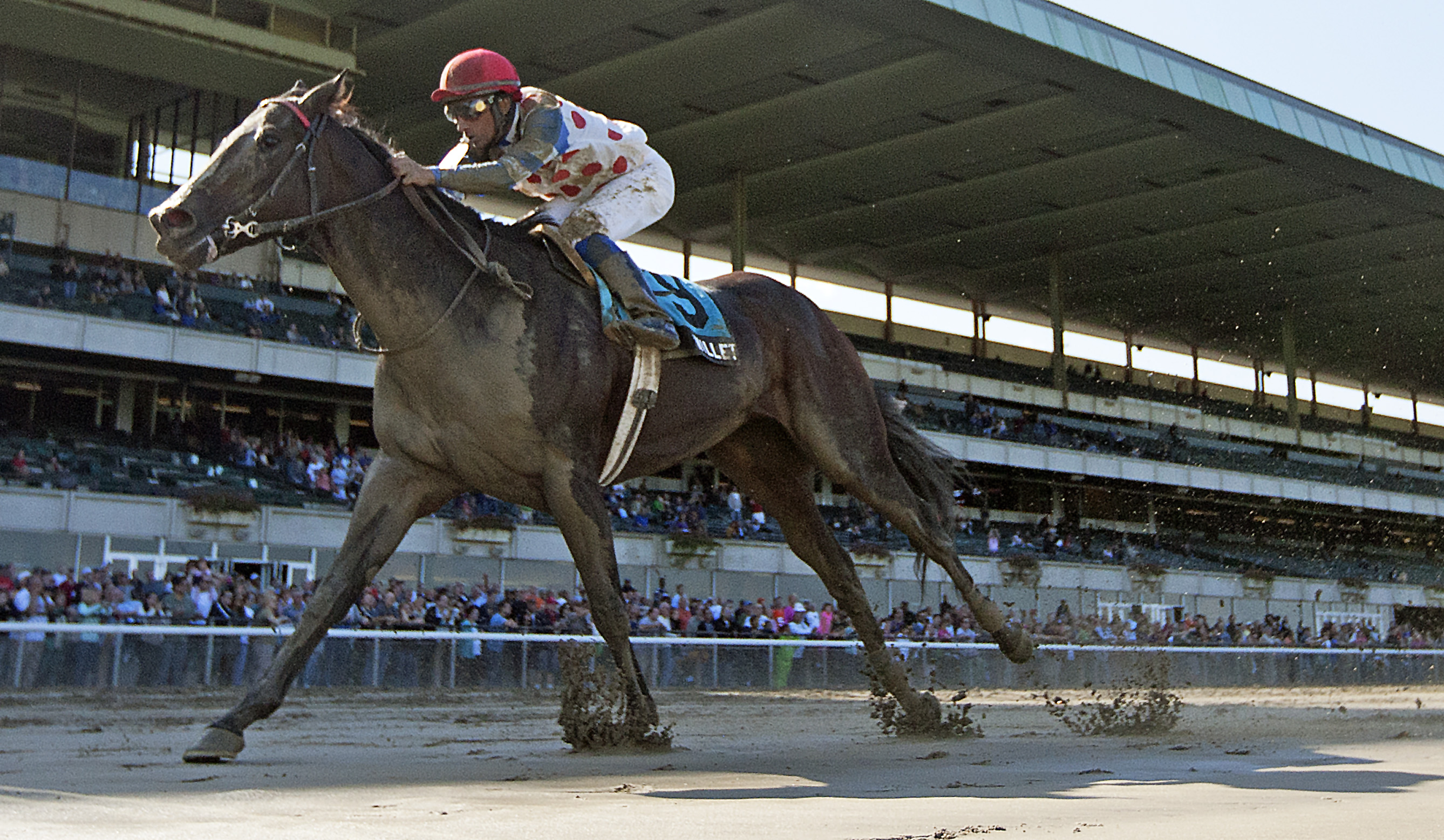 Willet, Iroquois Stakes