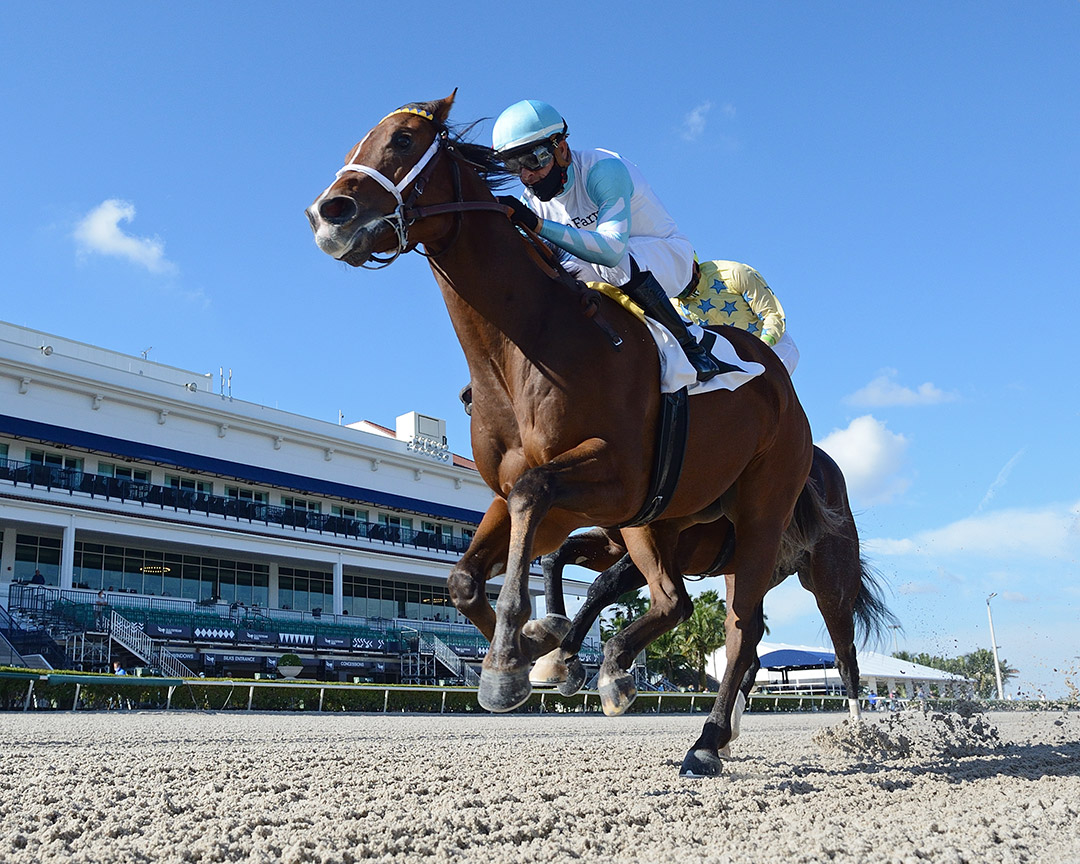 Willy Boi wins a Dec. 10 maiden race at Gulfstream Park