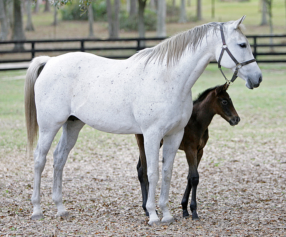 Win Approval at Live Oak Stud with one of her foals in February 2006