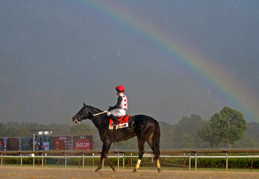 Win Win Win after winning the Forego at Saratoga Race Course