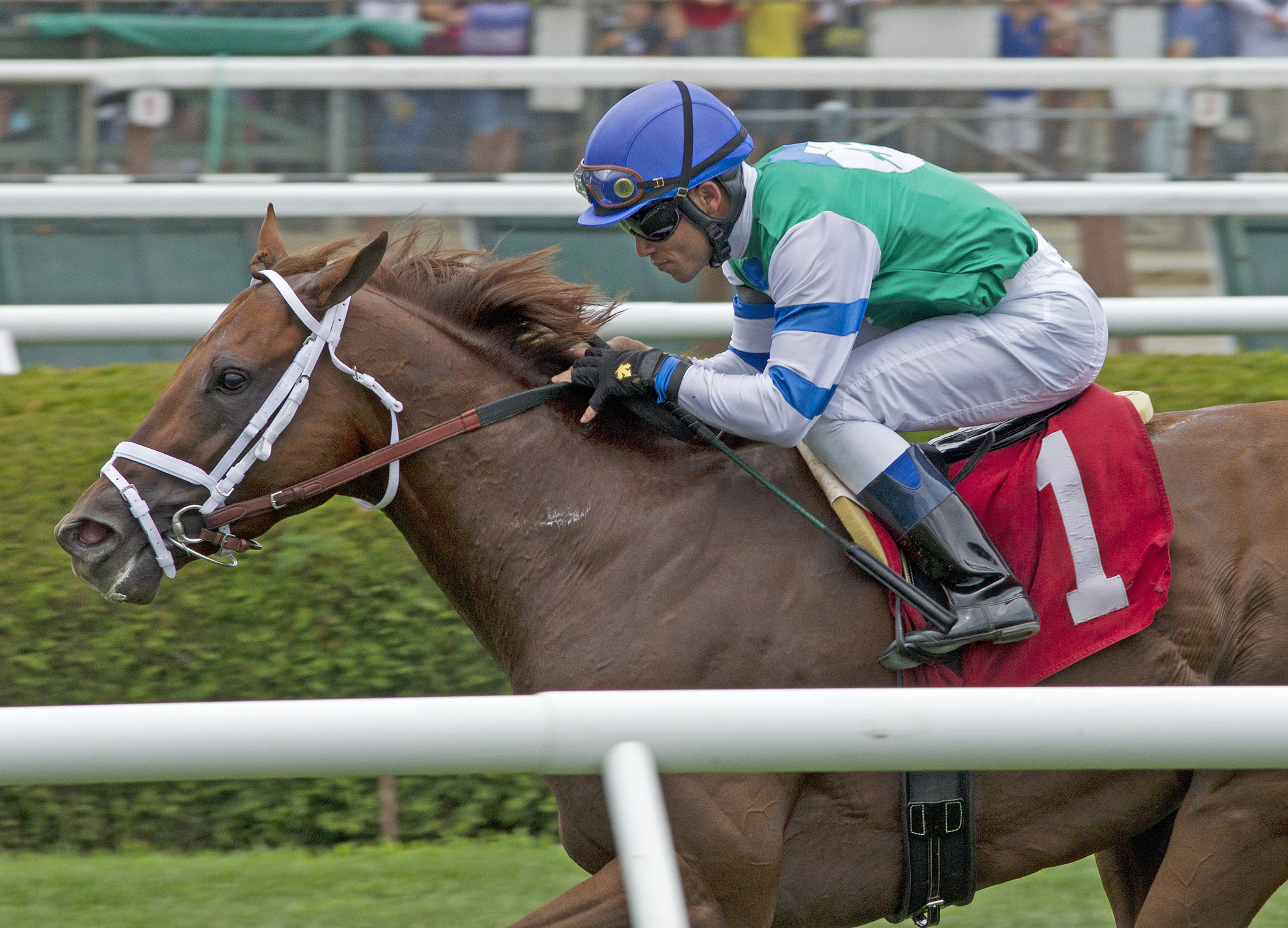 Winning Cause, Sir Cat Stakes