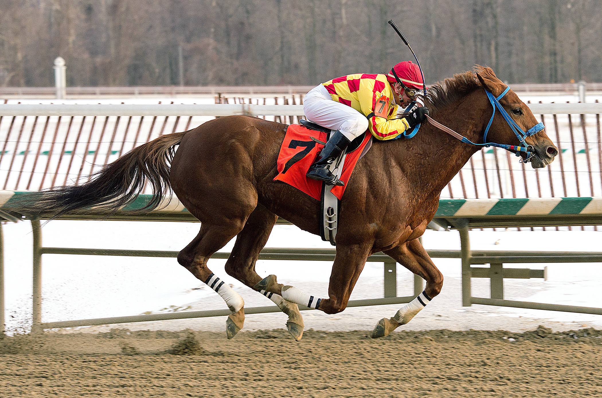 Winning Image wins the What A Summer Stakes