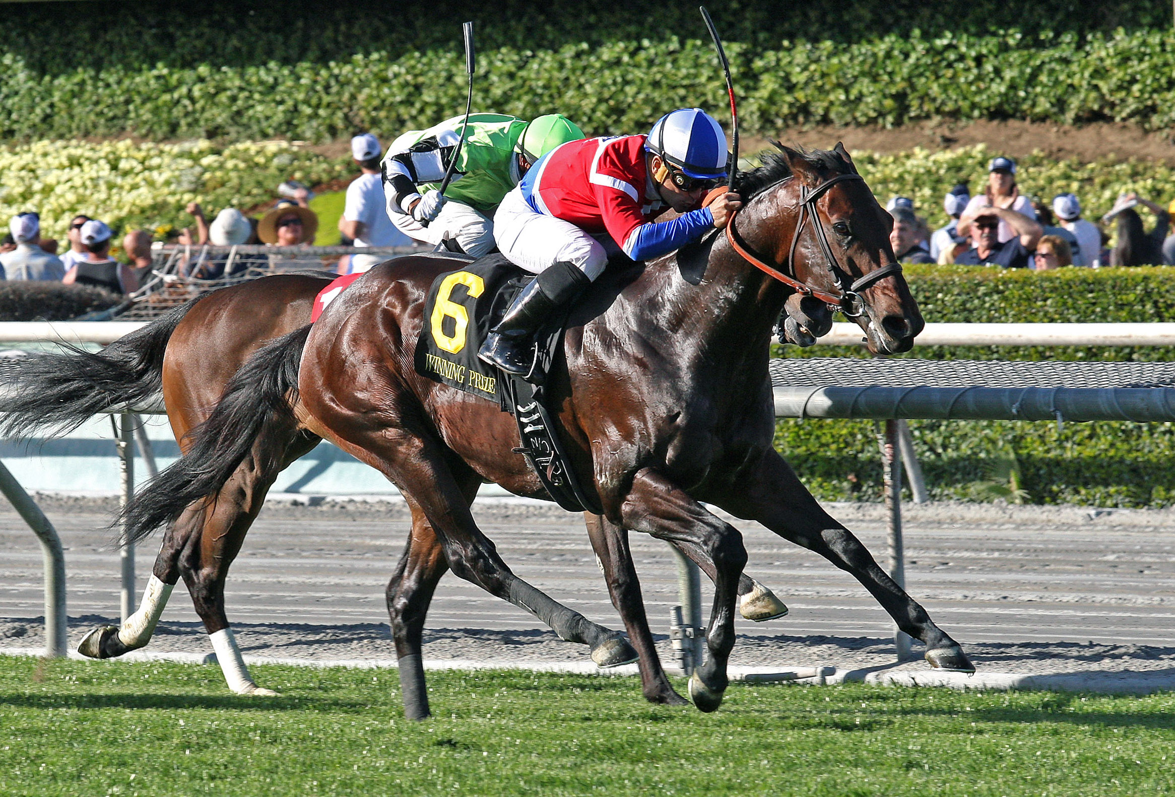 Winning Prize wins the 2014 Kilroe Mile
