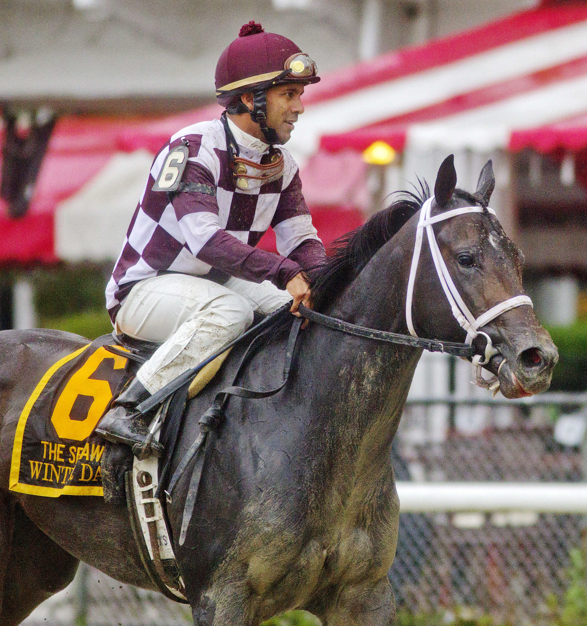 Winter Dawn finishes fifth in the 2014 Spinaway