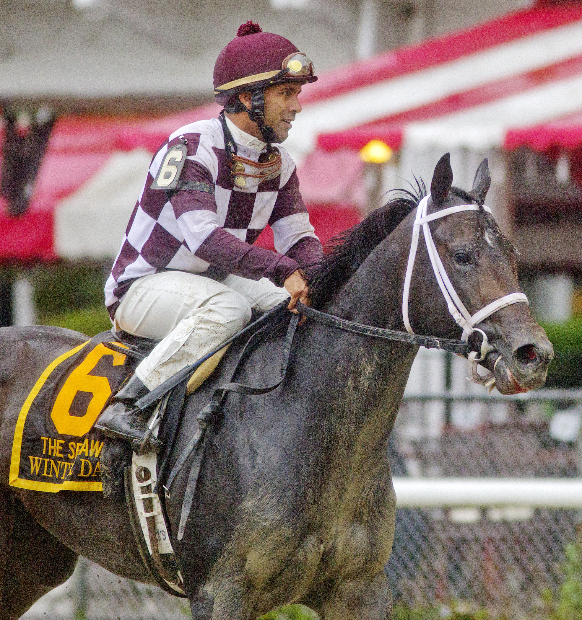 Winter Dawn finishes fifth in the 2014 Spinaway