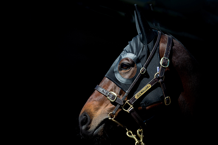 Winx on Aug. 18, 2018