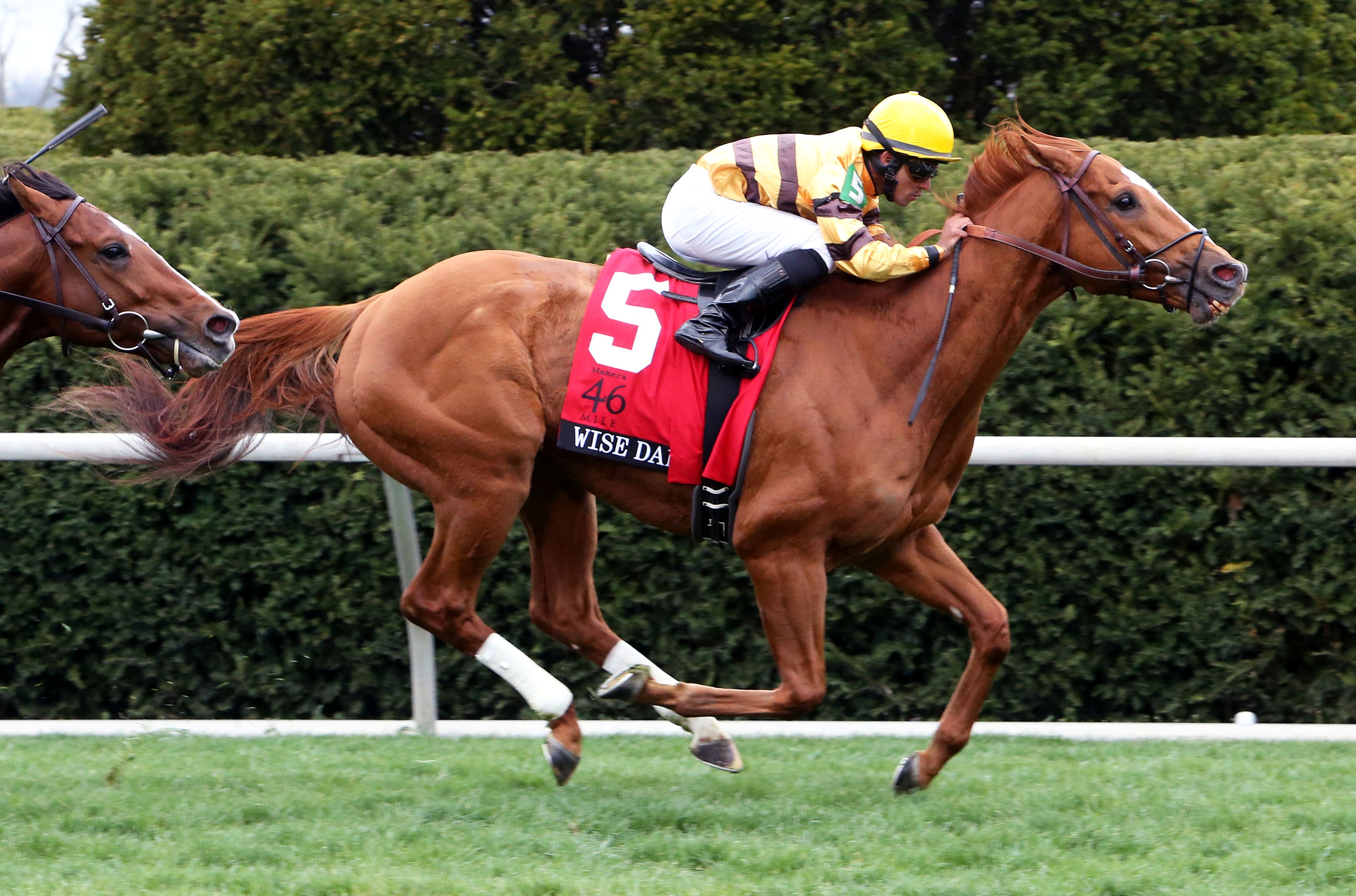 Wise Dan