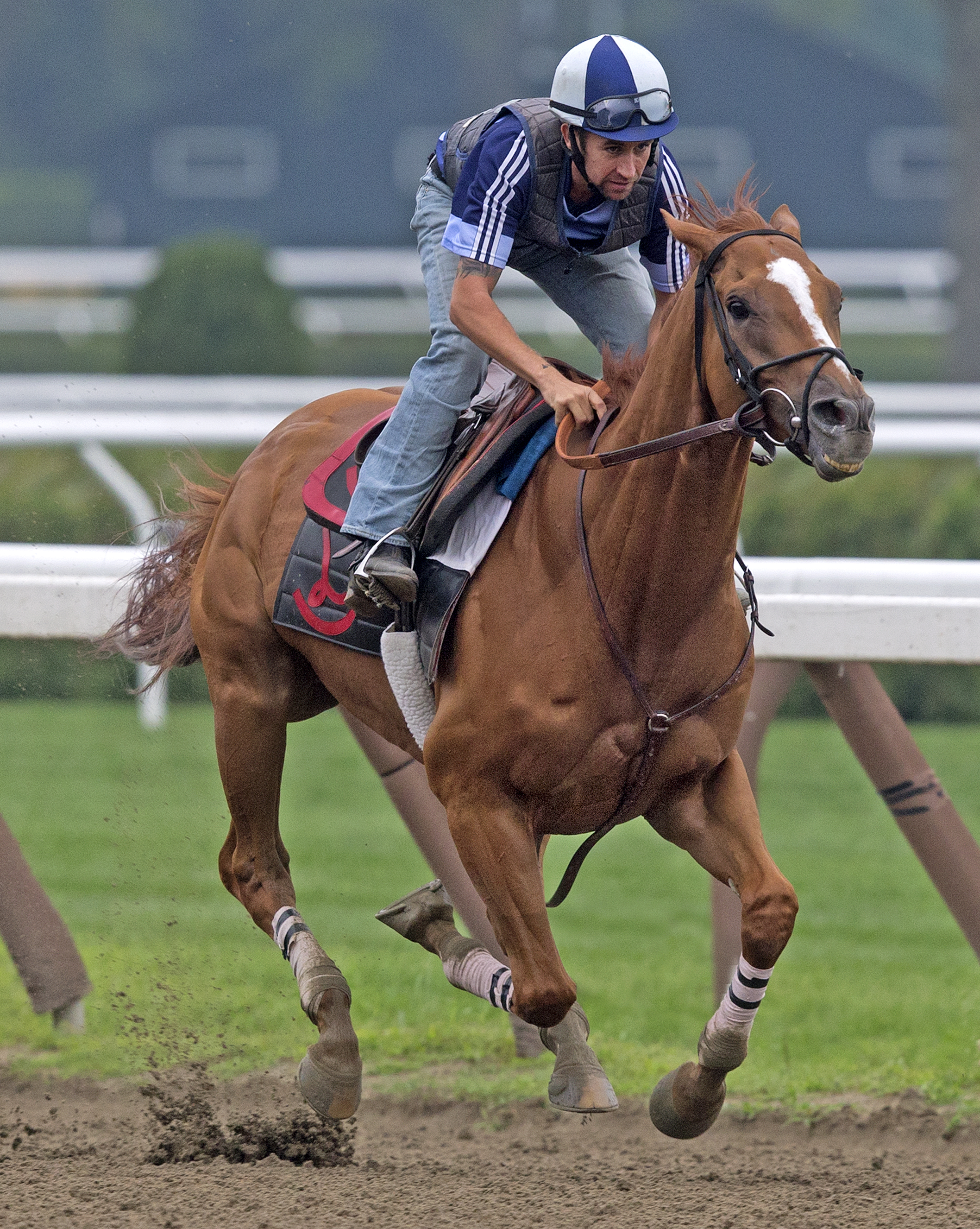 Wise Dan works Aug 2 Saratoga