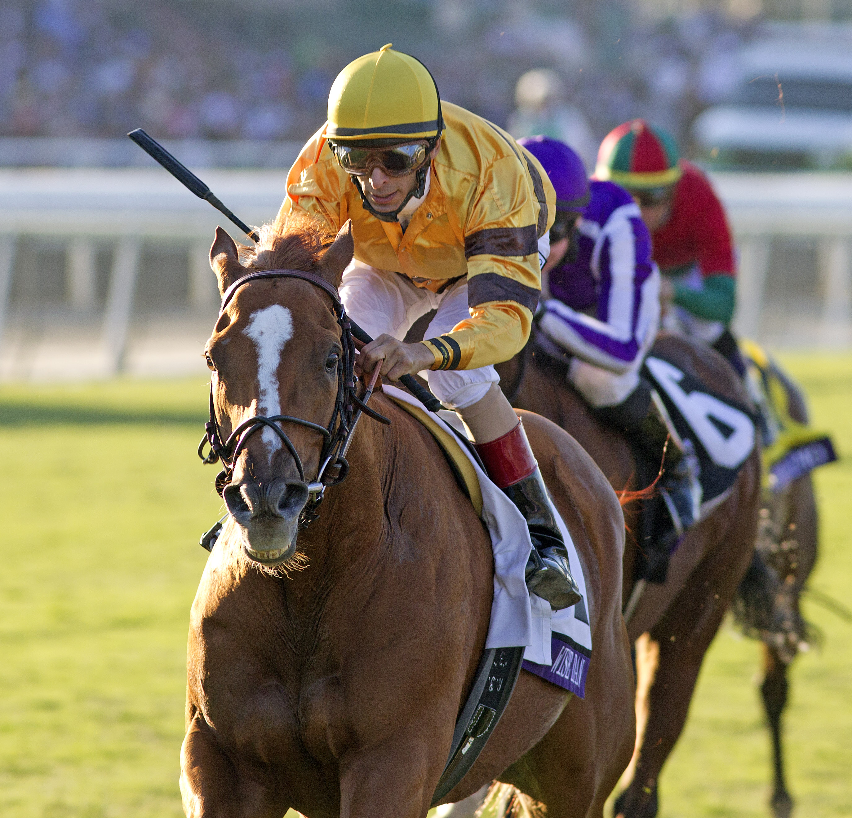 Pedigree profiles: 2012 Eclipse Award winners