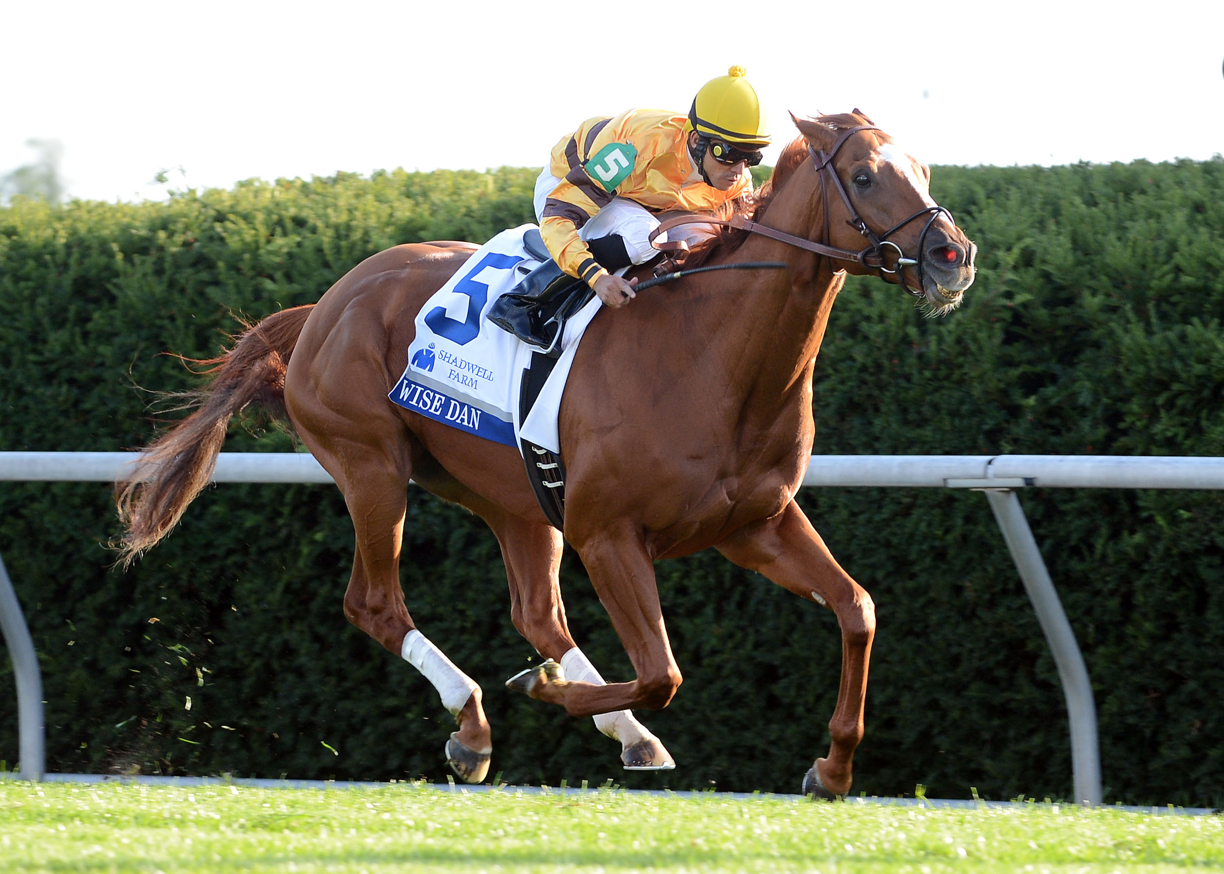 Wise Dan, Shadwell Turf Mile