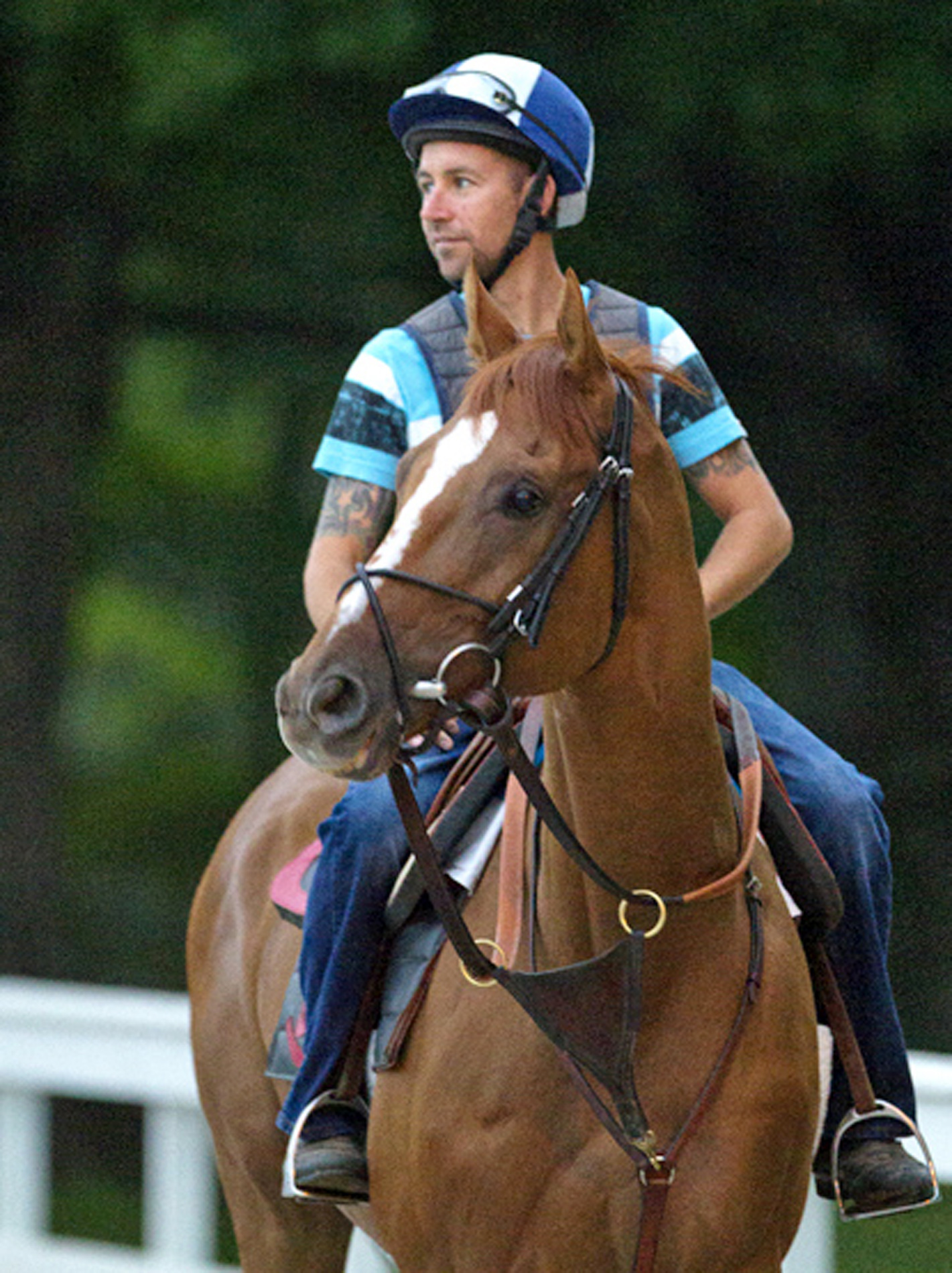 Wise Dan in 2014
