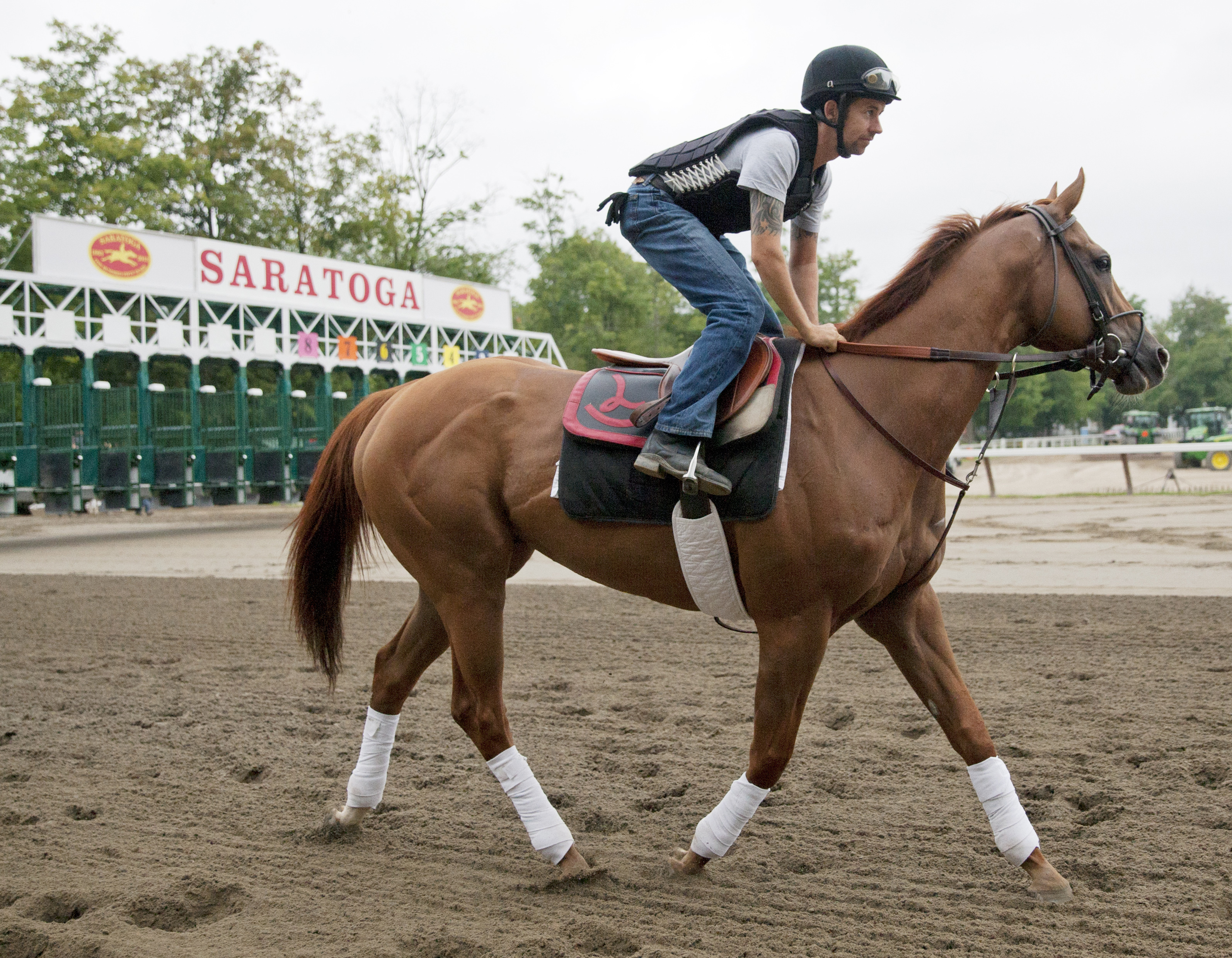 Saratoga: Wise Dan towers over Fourstardave rivals