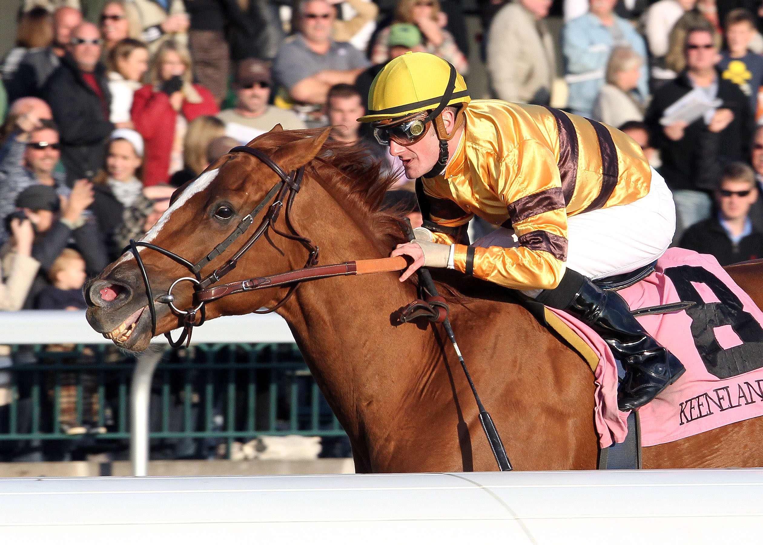 Wise Dan, 2011 Fayette