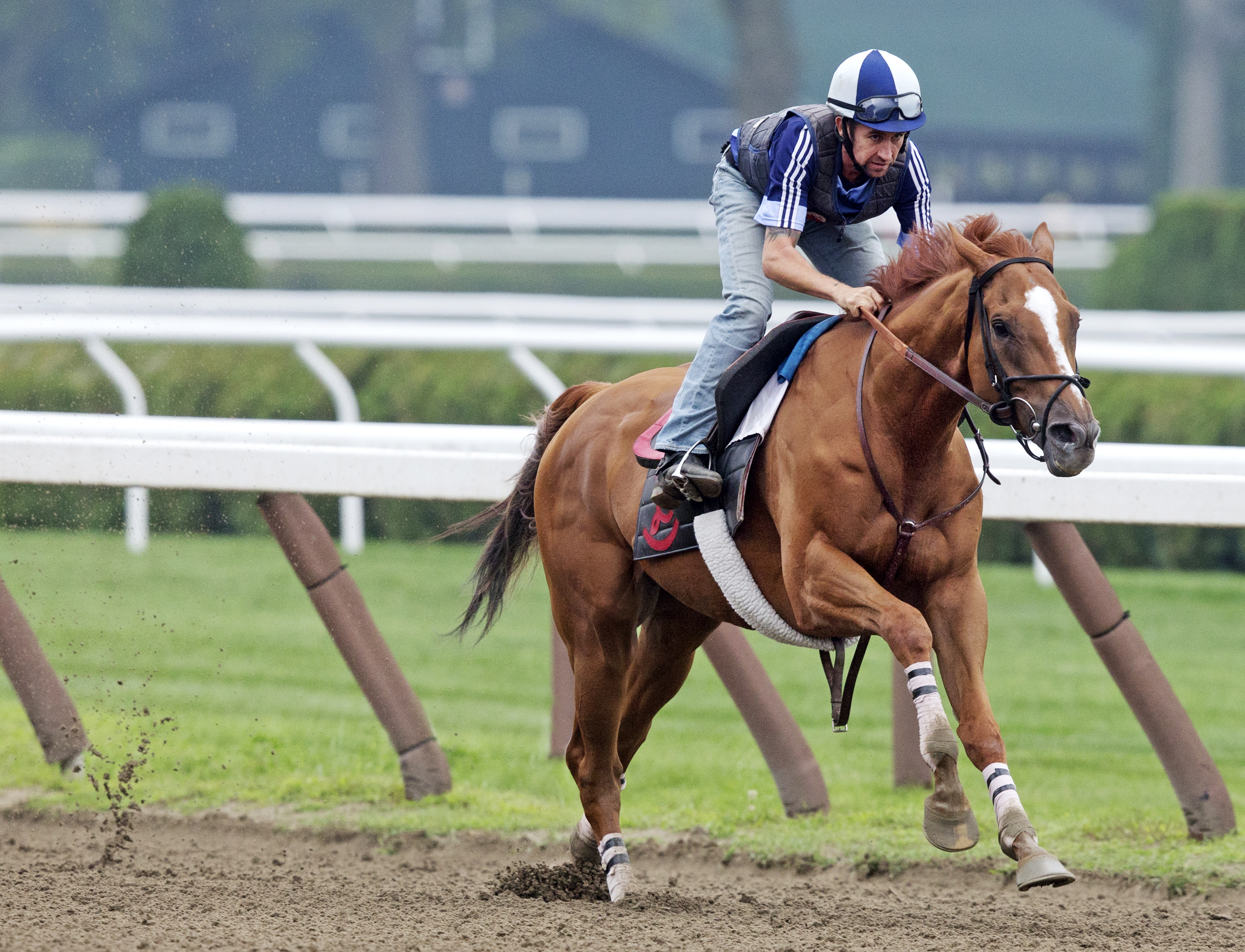Wise Dan trains on Aug. 2