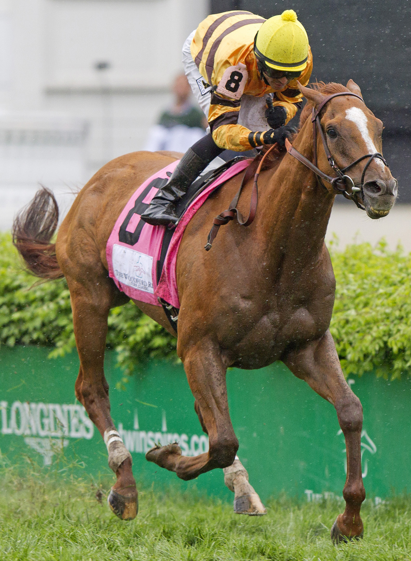 Wise Dan
