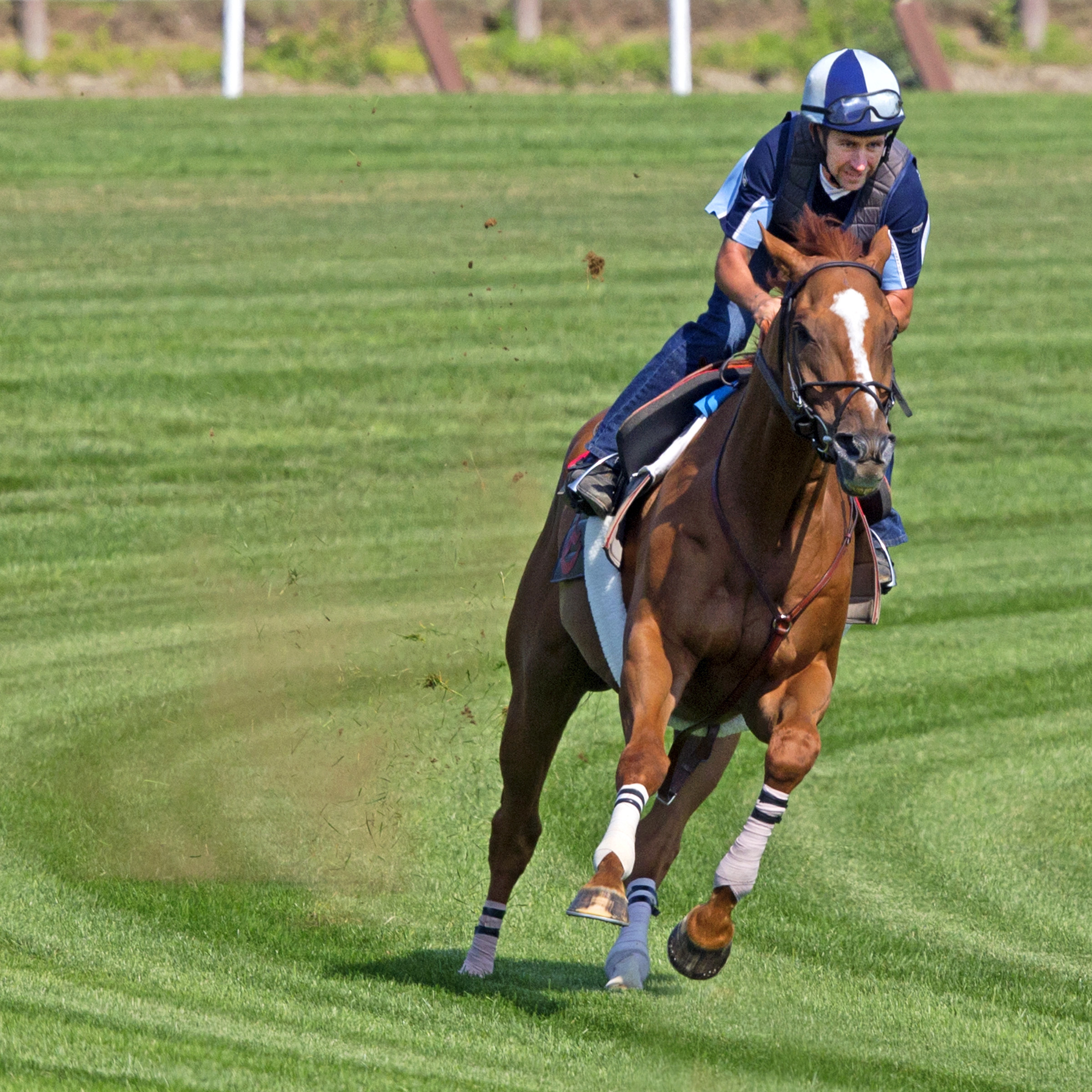 Wise Dan trains at Saratoga July 18