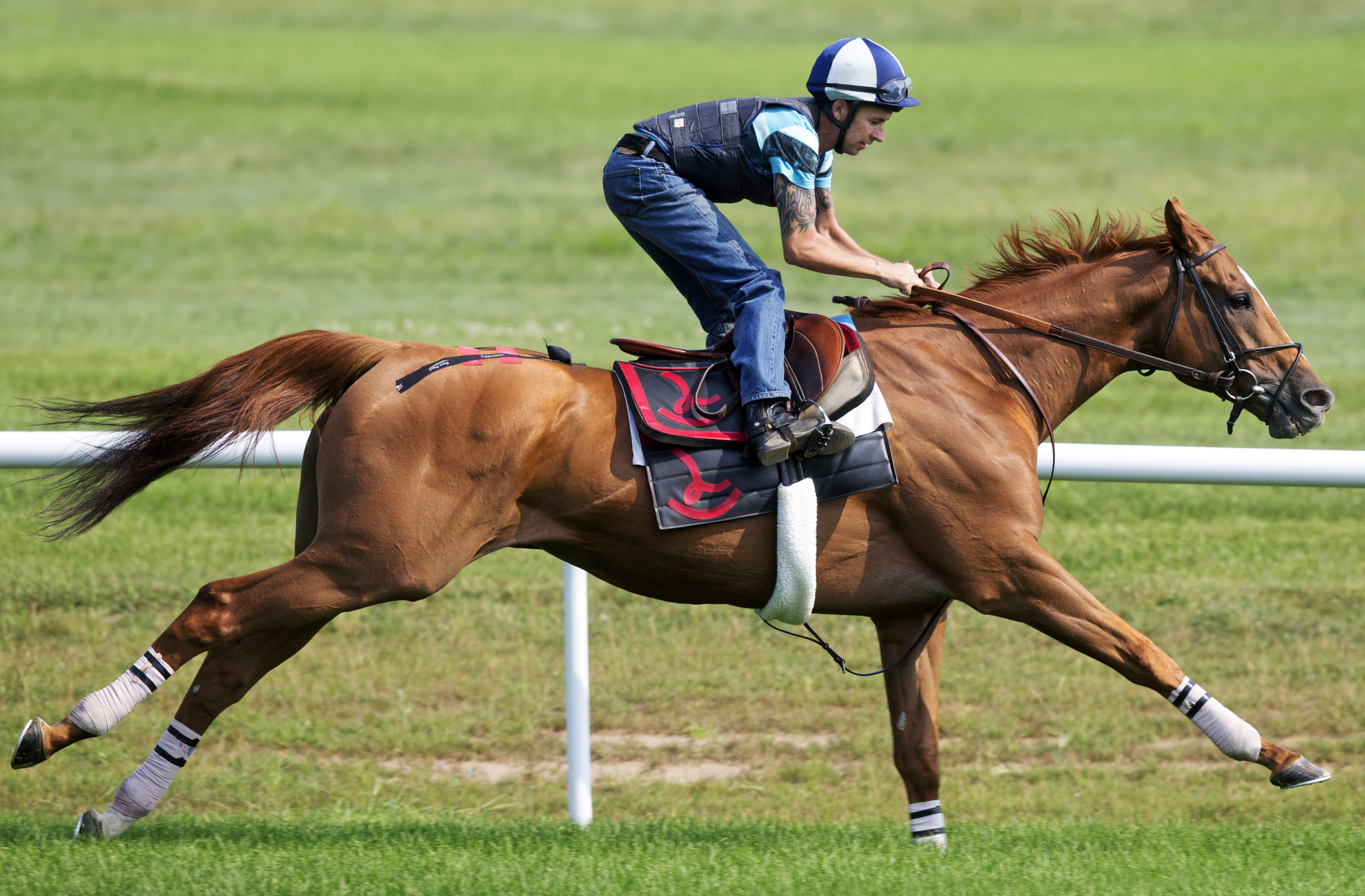 Wise Dan trains at Saratoga July 25