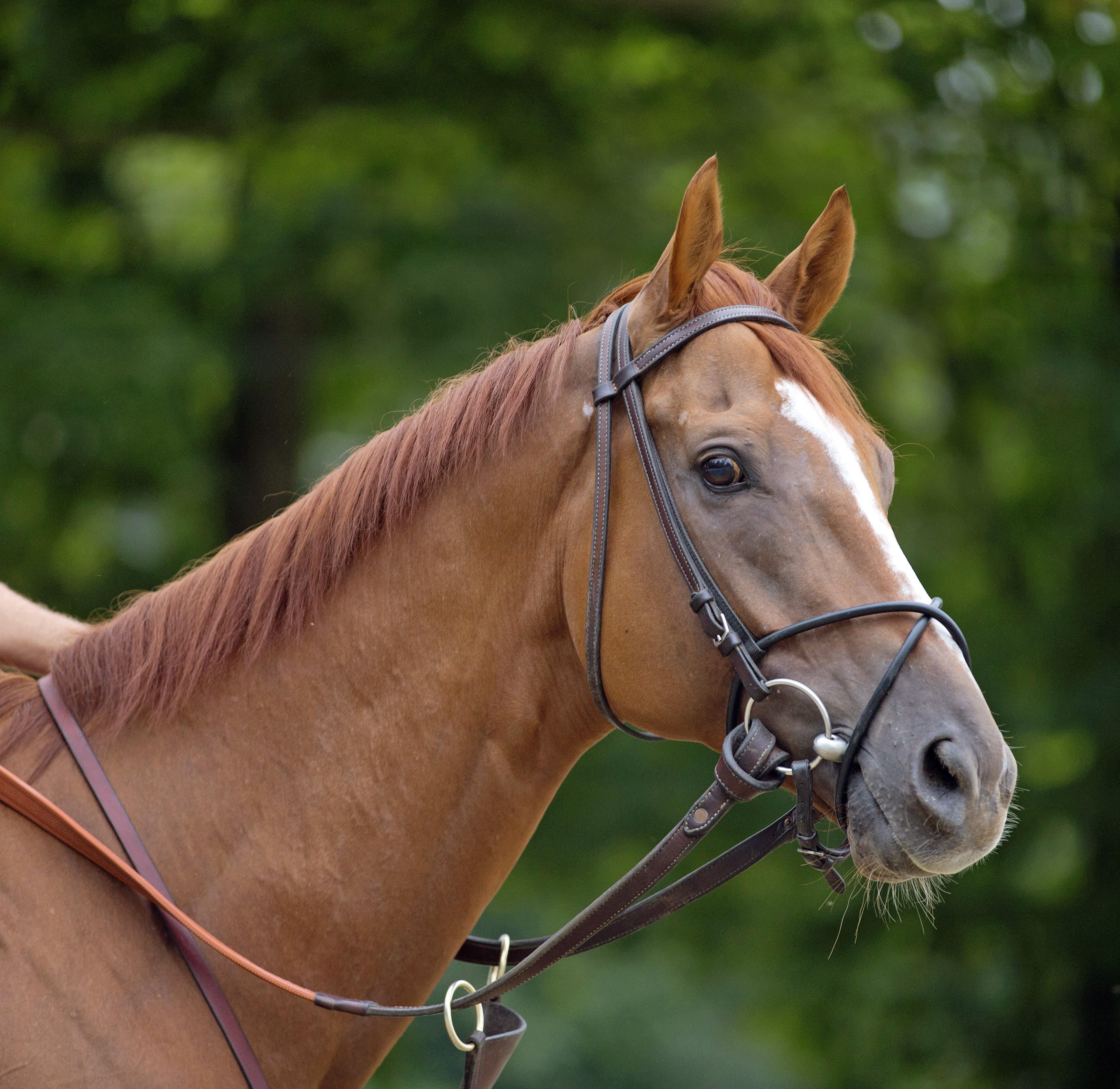 Wise Dan