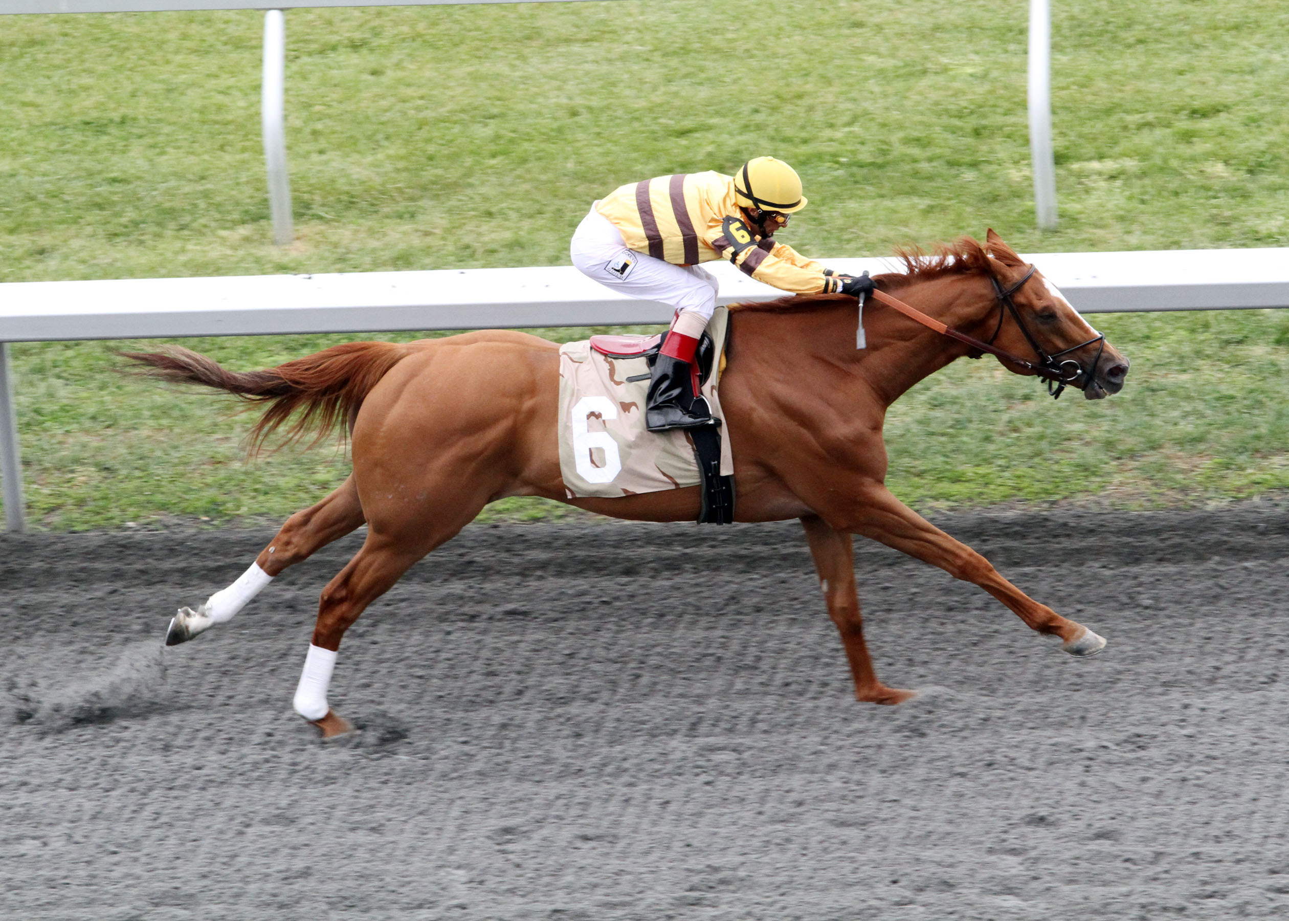 Wise Dan wins Ben Ali