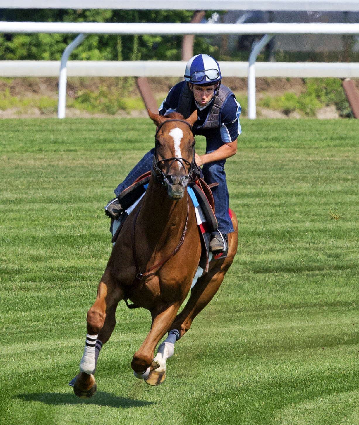 Wise Dan training at Saratoga in July